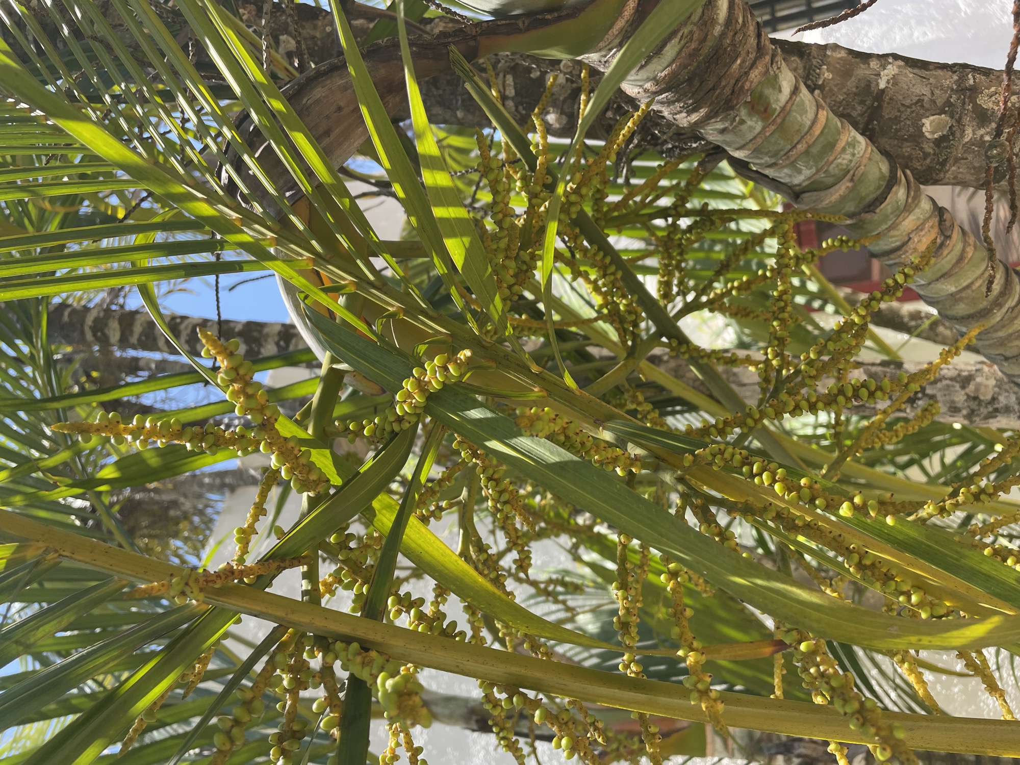 The image presents a close-up, upward-angled view of a palm tree, showcasing its vibrant green fronds, segmented trunk, and abundant clusters of developing fruits or flowers. The scene is brightly lit by natural sunlight, indicating daytime with a clear sky visible through gaps in the foliage.
The primary subjects are the various parts of the palm tree. Numerous elongated, narrow palm fronds dominate the foreground and midground, their surfaces reflecting the bright sun with streaks of light and shadow. Behind and interwoven with the fronds are multiple inflorescences, heavily laden with small, roundish, light green berry-like structures. These appear to be immature fruits or densely packed flower buds, hanging in intricate clusters from yellowish-green stalks.
In the upper right portion and subtly visible elsewhere, the textured, segmented trunk of the palm tree is visible. It exhibits a distinctive pattern of light brown and green rings or bands, characteristic of certain palm species. The background reveals glimpses of a bright blue sky and some out-of-focus white and light-colored structures, possibly buildings or other elements of a tropical setting in Porlamar, Venezuela.
There are no people or discernible activities taking place, just a static natural scene. The lighting suggests a sunny day, likely during the morning or afternoon. No visible text is present in the image. The overall impression is one of lush tropical vegetation, highlighting the reproductive stage of the palm with its numerous developing fruits.