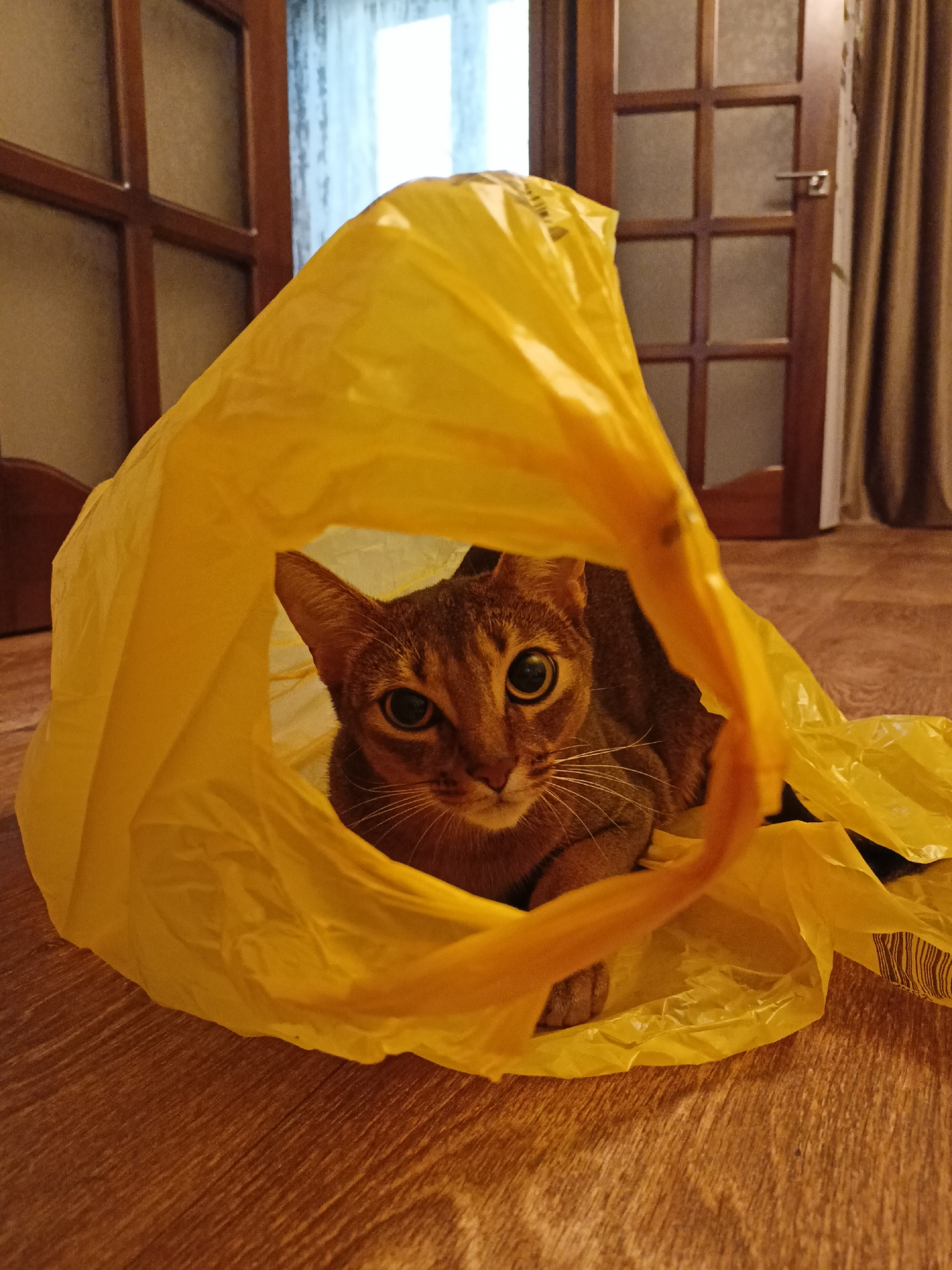 A domestic shorthair cat of reddish-brown and striped fur is peeking out from inside a bright yellow plastic bag. The cat is facing the camera with large, round, dark eyes, appearing curious or playful. Its whiskers are prominently displayed. The cat is lying down inside the bag, with its paws visible.
The bag is crinkled and partially obscuring the cat. It rests on a wooden floor with a visible grain pattern. In the background, a wooden door with frosted glass panels is visible, along with a hint of a curtain. The lighting suggests it is indoors, likely during the day or evening. The setting appears to be a home interior in Volgodonsk, Russia. No text is discernible in the image.