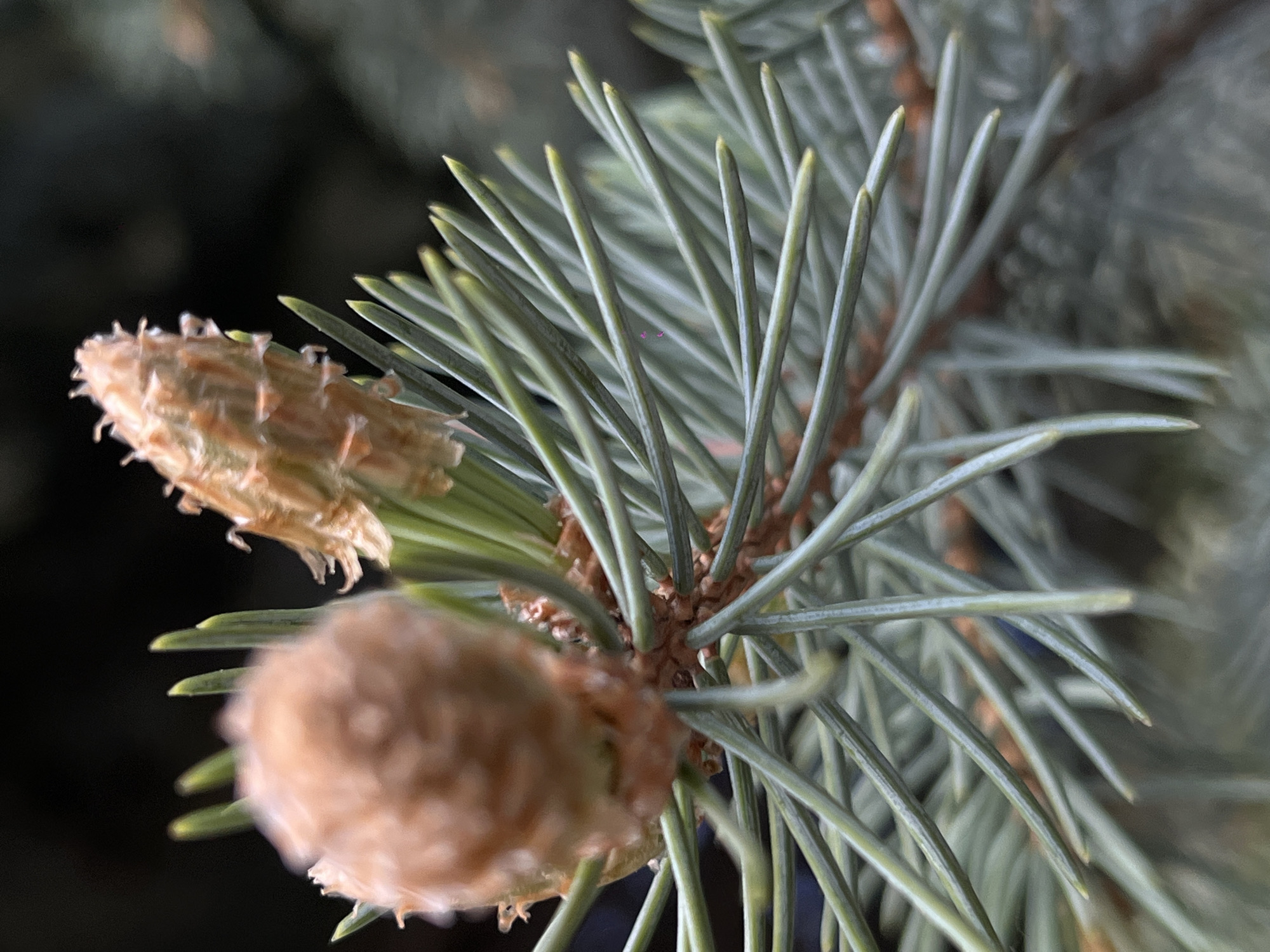 A close-up shows the branch of a blue spruce (Picea pungens) with two immature cones present. The branch is green with bluish needles, and the cones are light brown. The background is dark and out of focus. There is no evidence to support the assertion that this image was taken in Novopokrovskaya, Russia.