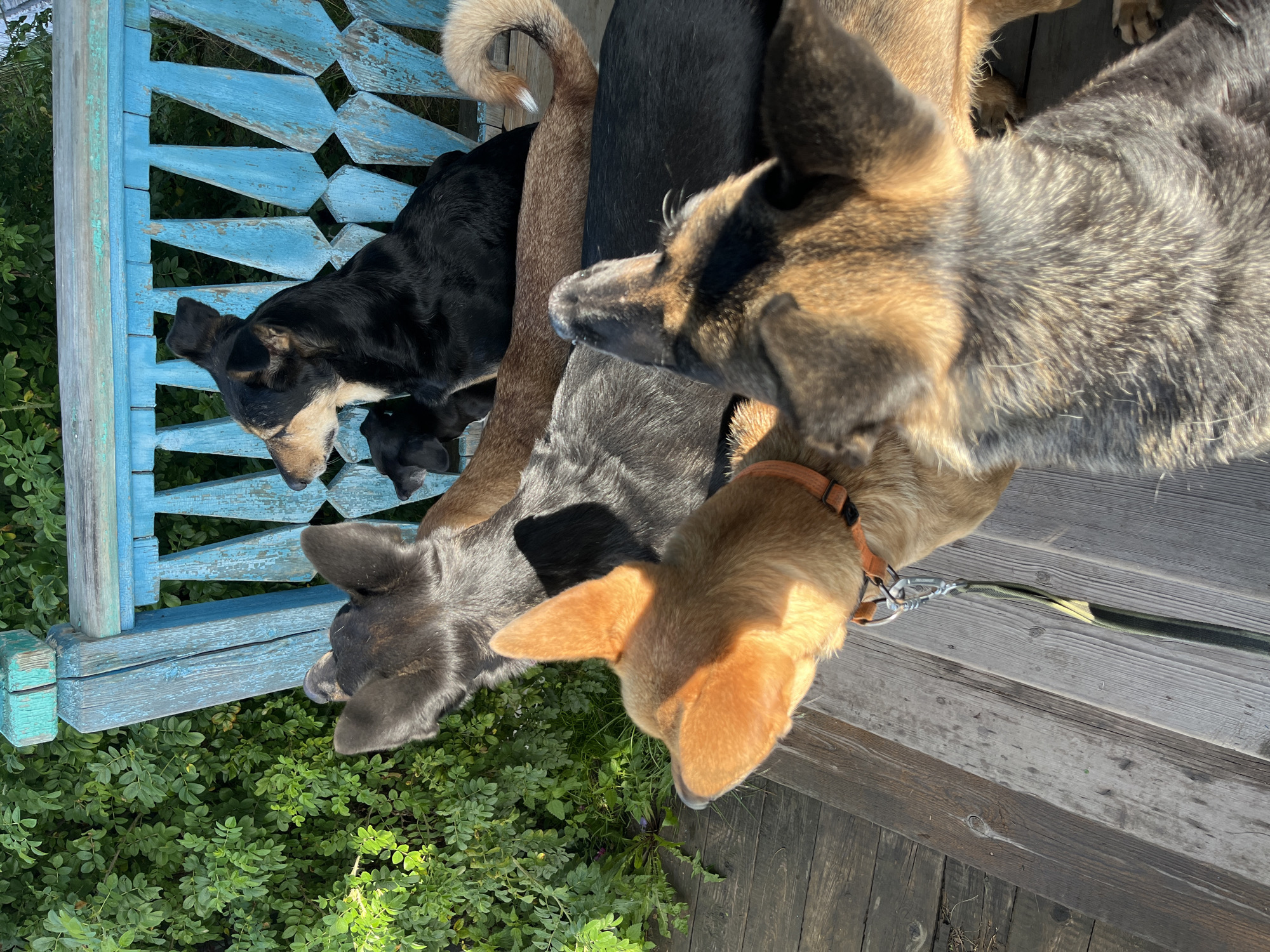 In Nizhny Tagil, Russia, a group of five dogs are gathered on a wooden porch or deck, possibly near a rural dacha, with dense green foliage in the background. A rustic, light blue wooden bench with decorative carvings serves as a resting place for some of the dogs. The dogs appear to be of various breeds and sizes. One dog, predominantly black with tan markings on its face and chest, sits upright on the bench. Next to it, another black dog is partially visible. A medium-sized, tan-colored dog is in the foreground, facing left, with its head tilted. Behind it, a larger dog with grey and black fur is also looking to the left. Another dog with brown fur is lying down on the bench. The dogs are positioned close together, suggesting a sense of companionship or shared space. The wooden planks of the porch show signs of wear. The lighting indicates it is daytime, with sunlight casting shadows.