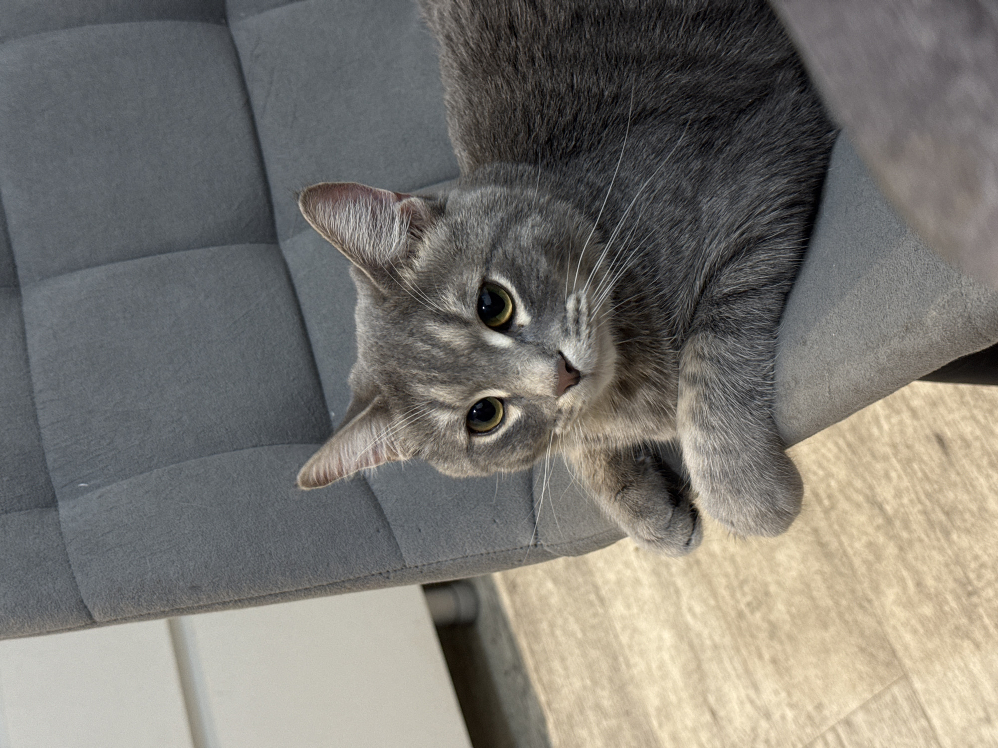 A grey tabby cat is the central subject of this close-up, high-angle shot, depicted lying on a plush, grey upholstered piece of furniture. The cat occupies the upper right portion of the frame, with its head and front paws clearly visible. It has short, dense grey fur with subtle darker tabby markings, especially noticeable on its face and legs. Its large, round eyes are a striking yellowish-green, and it looks directly towards the viewer with an alert and curious expression. Prominent white whiskers fan out from its muzzle, and its ears are perked up.
The furniture beneath the cat is a soft, quilted grey fabric, possibly a chair or couch cushion, indicated by the stitched square patterns visible on the left side of the image. The fabric shows some texture and minor signs of wear. Below the furniture, a light-colored floor, possibly wood or laminate, extends across the lower portion of the frame, showing a subtle grain and variations in light, suggesting natural illumination. The scene conveys a calm, indoor setting, likely a home, with the cat appearing relaxed yet attentive. There is no visible text in the image.