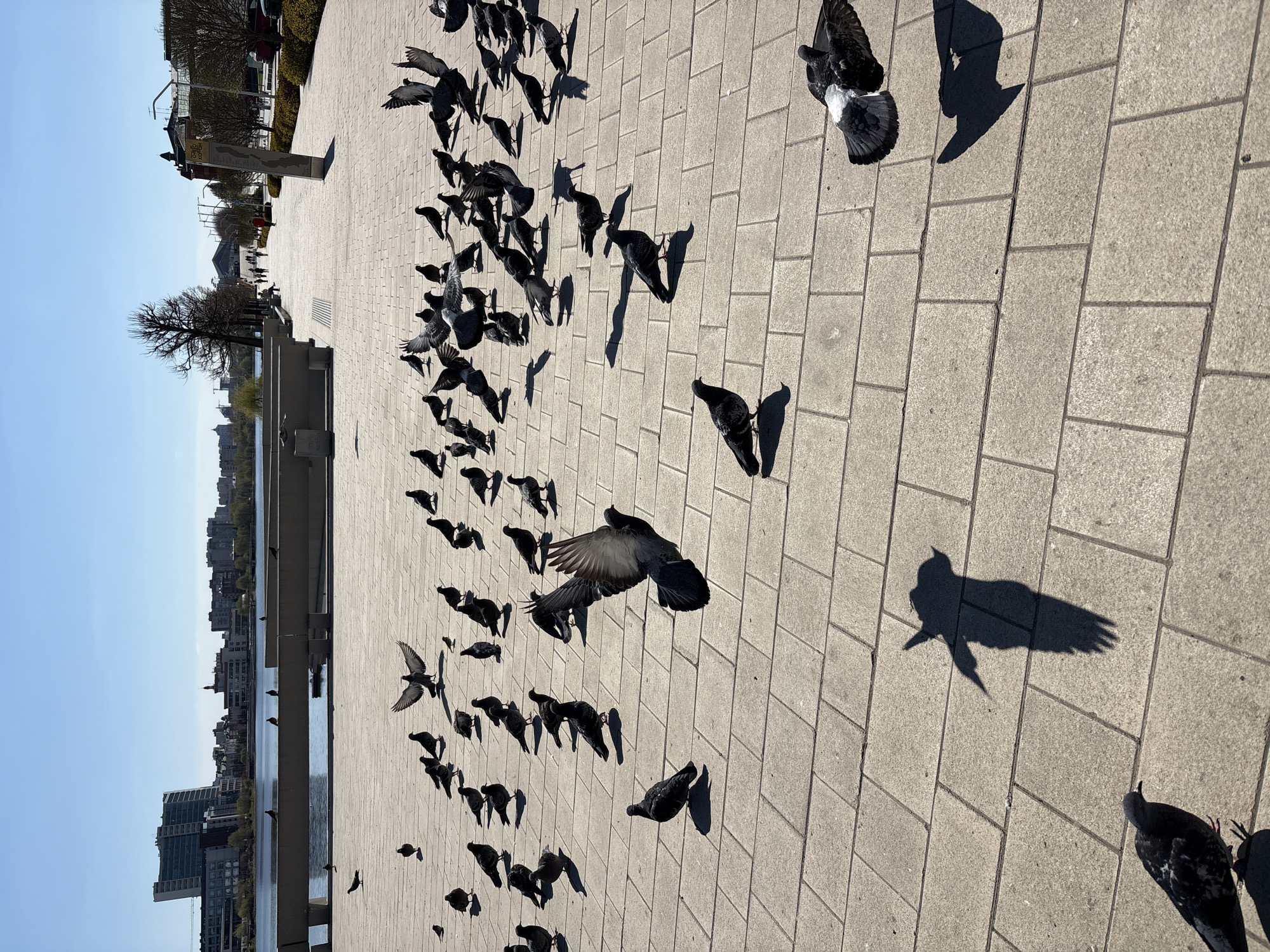 A large flock of pigeons occupies a paved area in an urban setting. The scene is brightly lit, with many birds casting stark shadows. The pavement appears to be made of rectangular stone blocks. A body of water with buildings visible in the background suggests a waterfront location. The city is Kazan, Russia.