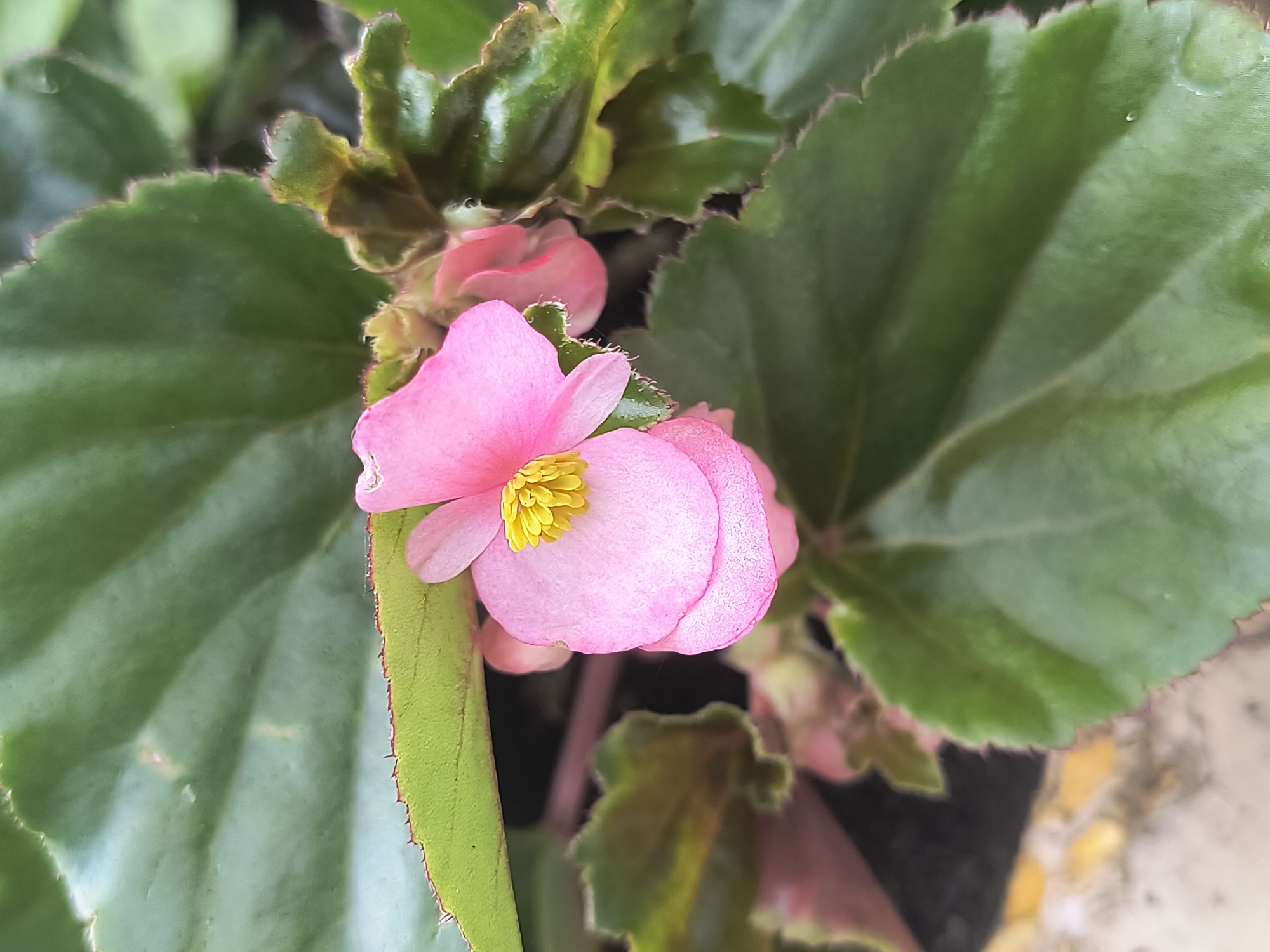 A close-up, eye-level shot focuses on a vibrant pink begonia flower with a bright yellow center. The flower is surrounded by large, glossy green leaves with serrated edges. The background is blurred, with hints of other pink flowers and green foliage, suggesting a garden or potted plant setting. The overall lighting is natural and soft. The scene is likely located in a private garden or a public park in Rivne, Ukraine, given the absence of urban structures and the presence of lush greenery.