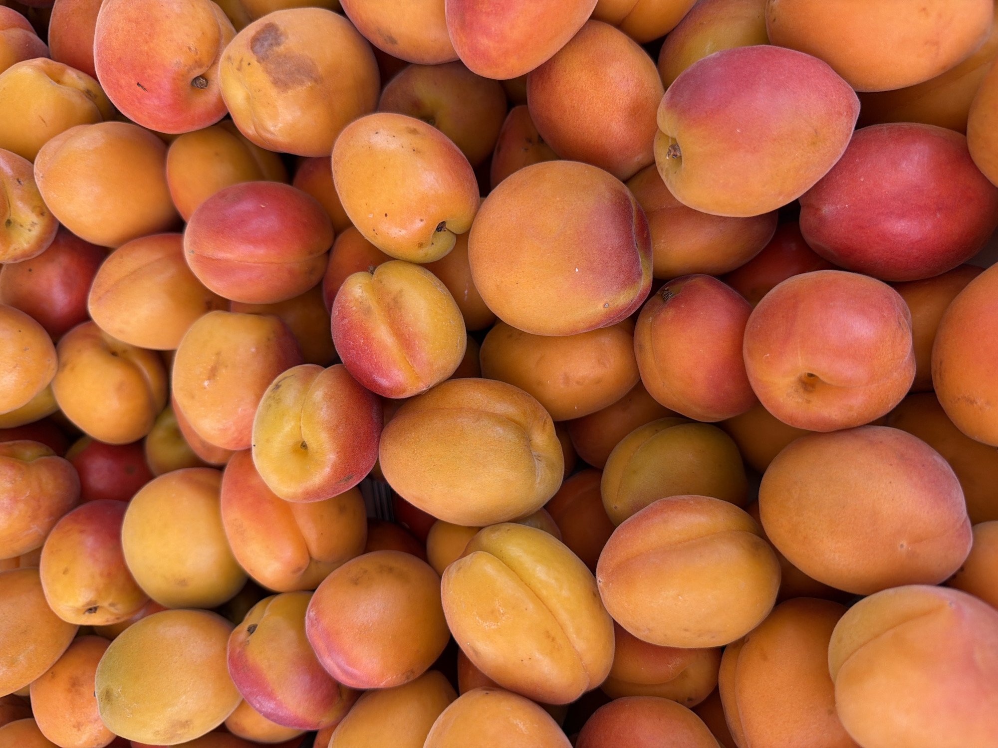 The image displays a close-up, overhead view of a large pile of ripe apricots. The fruits are predominantly orange with varying degrees of red blush. They are oval-shaped and appear to be fresh and plump, with visible clefts. The apricots are densely packed together, creating a textured surface. There is no indication of the location in Kemer, Turkey, or any human presence in the image. The scene is entirely focused on the fruit itself, with a shallow depth of field blurring some of the background apricots.