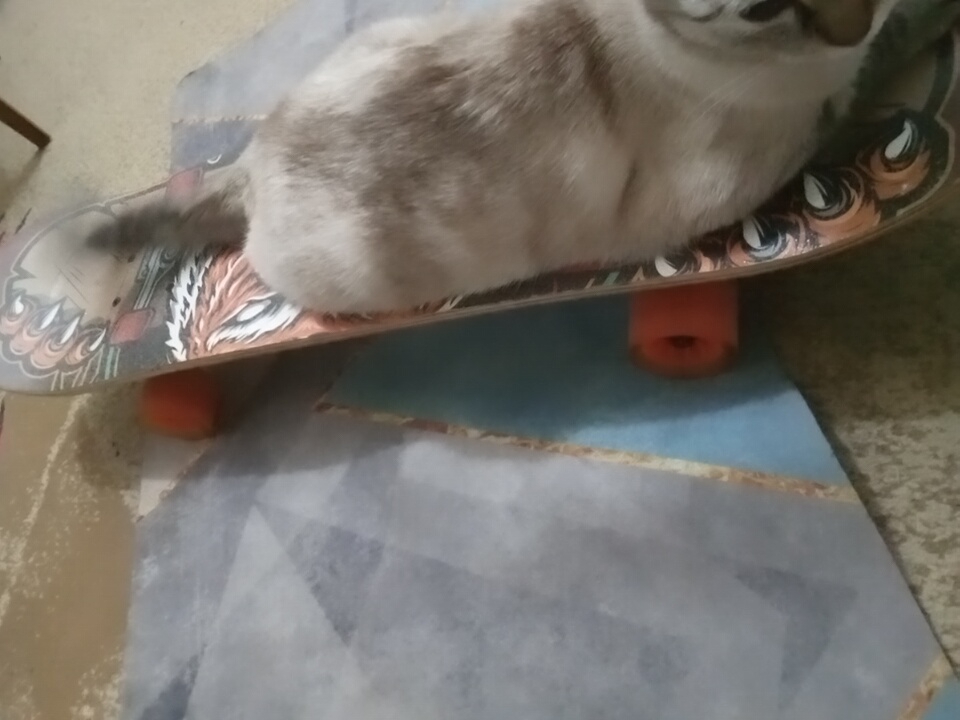 The image shows a cat lying on a skateboard, which is on the floor. The skateboard has a graphic of an animal's face on it. The cat is light-colored with darker stripes on its back and tail. There is a red wheel visible on the underside of the skateboard. The floor appears to be covered with a patterned rug. The background is blurry but suggests an indoor setting. This image is not located in the city of Angren, Uzbekistan.