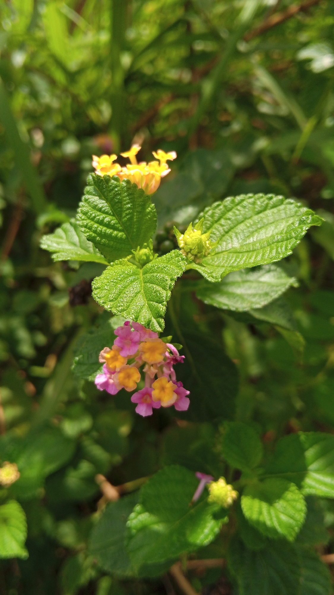 The image showcases a close-up of blooming Lantana flowers, a common sight in Kebonbaru, Indonesia. The vibrant pink and yellow blossoms are clustered together, contrasting with the lush green foliage. The leaves are textured with a slightly fuzzy appearance, typical of the species. In the background, out-of-focus greenery suggests a natural outdoor setting, likely a garden or park within the city. The lighting indicates it's daytime, with sunlight dappling through the leaves, creating soft shadows and highlights on the flowers and plants. There are no people or animals present in the scene.