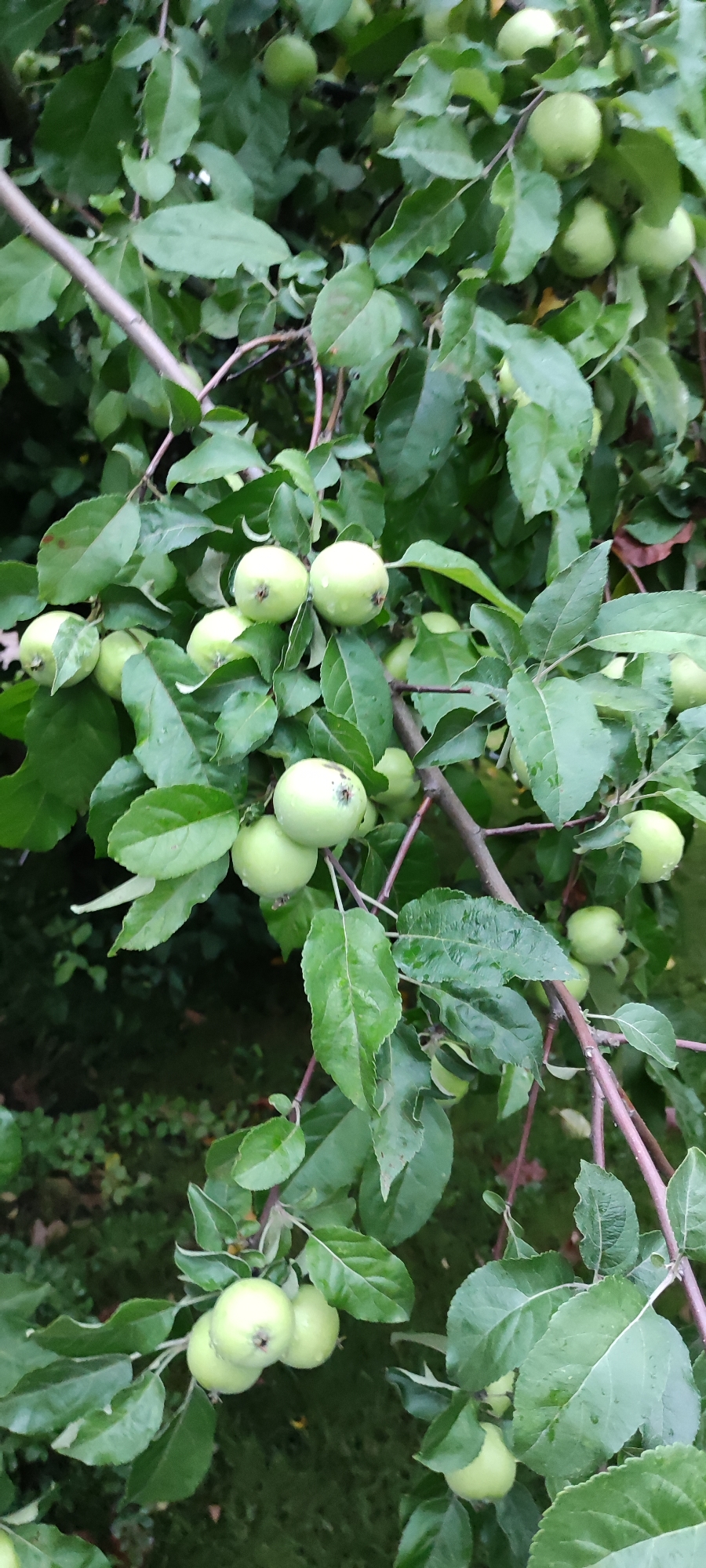 In Rosinka, Russia, a cluster of unripe green apples hangs from a tree branch. The apples are small, round, and have a matte finish. They are clustered together on the branch, surrounded by lush green leaves, some of which appear wet, possibly from recent rain. The background consists of more foliage and a dark, indistinct area, suggesting the apple tree is in a natural or garden setting. The overall scene depicts a tranquil moment in nature, focusing on the early growth of fruit.
