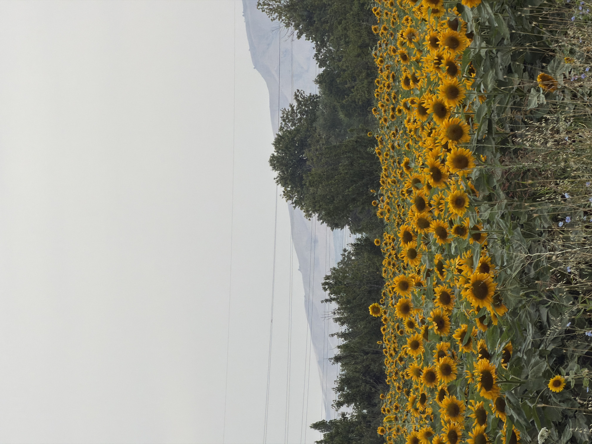 A field of sunflowers stretches across the frame, with their bright yellow petals and dark centers creating a vibrant tapestry. The flowers are at various stages of bloom, some fully open and others still budding. In the background, a line of trees forms a dark green backdrop against a hazy, overcast sky. Beyond the trees, distant mountains are visible, their slopes softened by atmospheric conditions. Power lines traverse the upper portion of the image, adding a man-made element to the natural landscape. The scene appears to be a rural setting, possibly in or near the city of Chimbaylyk, Uzbekistan, given the context. The overall impression is one of bucolic beauty, albeit muted by the somber sky.