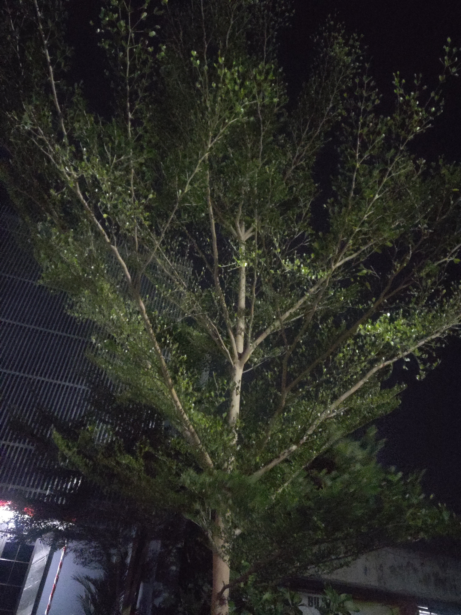 A medium shot captures a tree at night in Trihanggo, Indonesia. The tree is illuminated by an unseen light source, highlighting its green leaves and brown branches against a dark sky. To the left of the tree, a corrugated metal structure is visible, suggesting it is part of a building. Further to the left and slightly obscured by the tree's foliage, there are glimpses of windows and lights from a building. The bottom of the image shows a hint of a building wall with some blurred lettering.