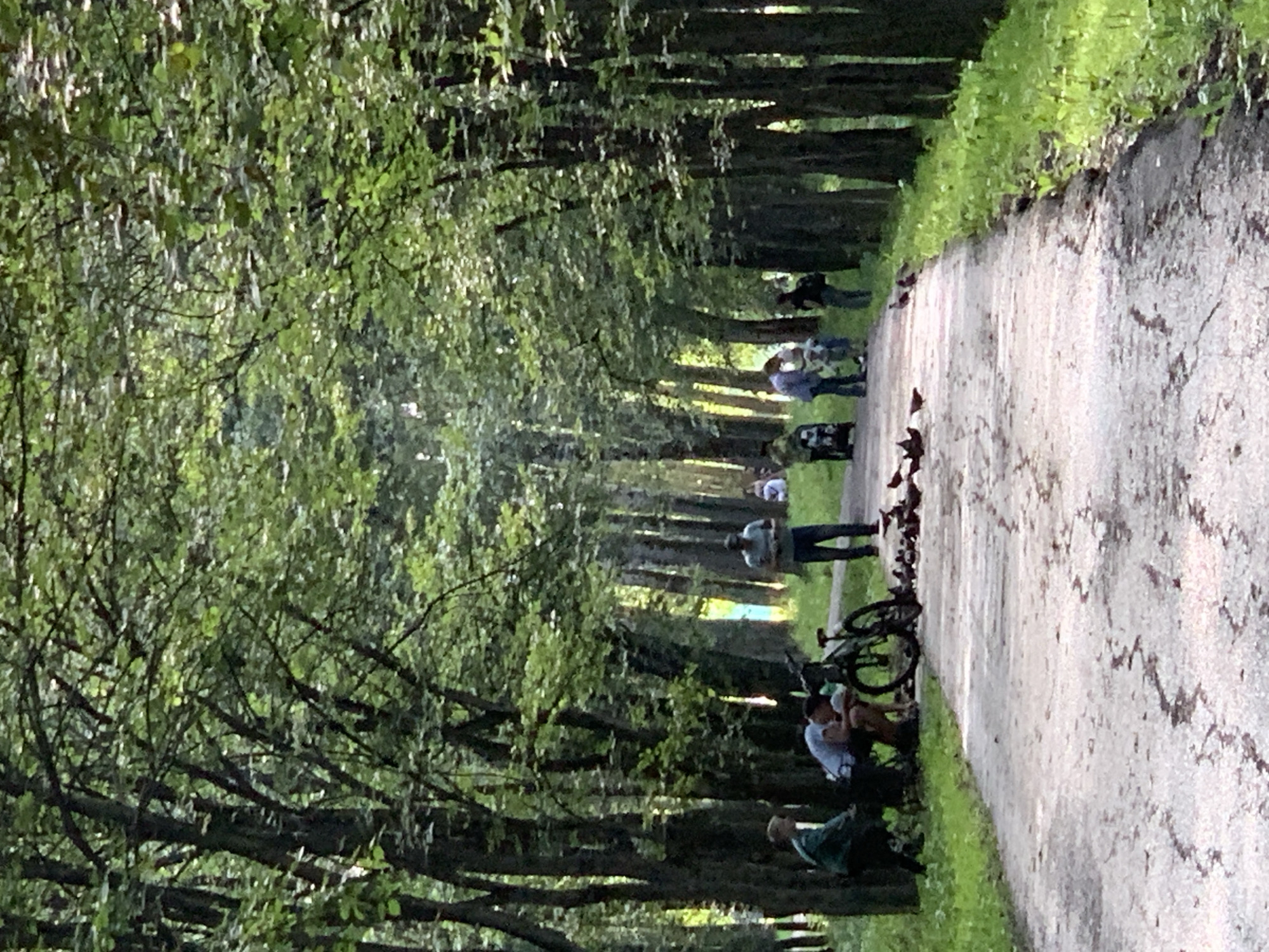 The image shows a paved pathway through a tree-lined park, possibly in Prokopyevsk, Russia, given the context. Several people are present. In the foreground on the left, two individuals are sitting near a bicycle. A flock of pigeons is gathered on the pathway ahead, some pecking at the ground. Further down the path, more people are visible, including a man standing and looking at his phone, and a group of individuals interacting. The trees are tall and dense, with green foliage forming a canopy overhead, suggesting it is likely summertime. The overall scene depicts a casual park setting with people enjoying outdoor activities and interacting with nature.