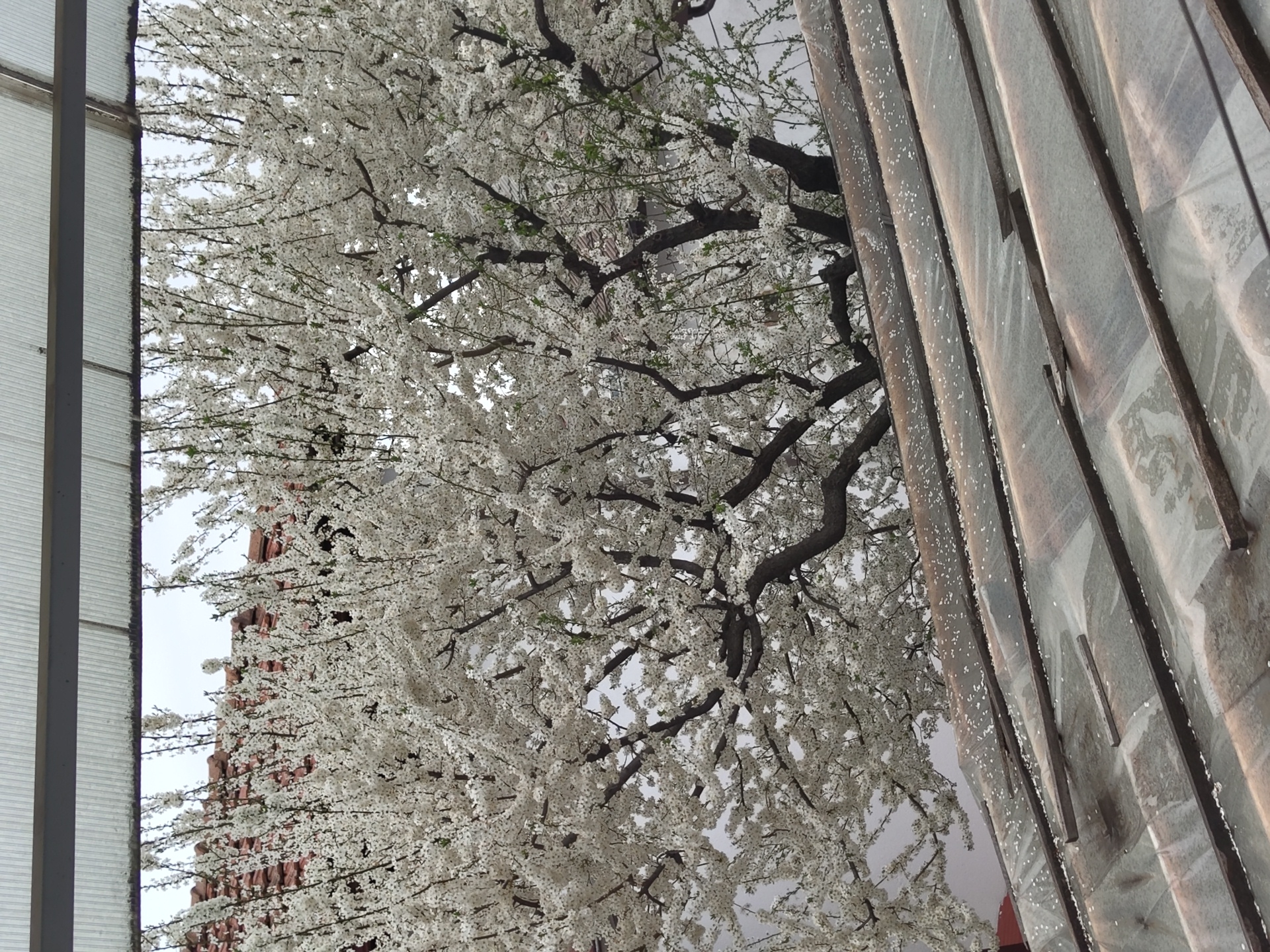The image shows a blossoming tree with white flowers, partially obscuring a brick building in Pletena, Bulgaria. To the right of the tree is a structure with textured, ridged surfaces. The tree's dark branches contrast with the dense white blossoms. Part of the sky is visible through the tree branches. The scene suggests a spring or early summer season.