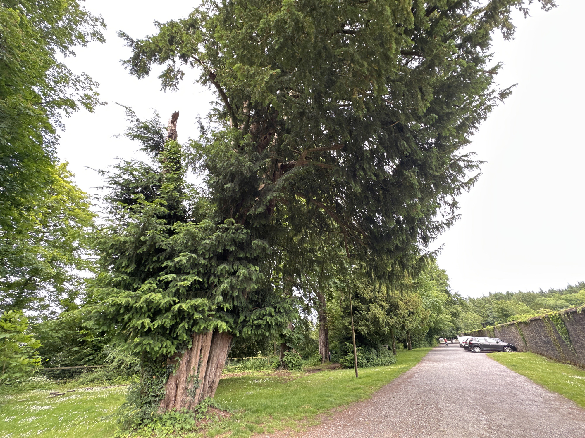 A low-angle, wide shot captures a large, ancient yew tree with a thick, gnarled trunk on the left side of the frame. The tree's branches spread widely, creating a canopy overhead, partially obscuring the bright, overcast sky. To the right of the tree, a gravel path stretches into the distance, bordered by a stone wall covered in ivy on the far right. Several cars are parked along the side of the path next to the wall. In the middle distance, a few figures can be seen walking or cycling on the path. The ground is covered in green grass with small white wildflowers. The overall environment is a park-like setting with lush vegetation.
