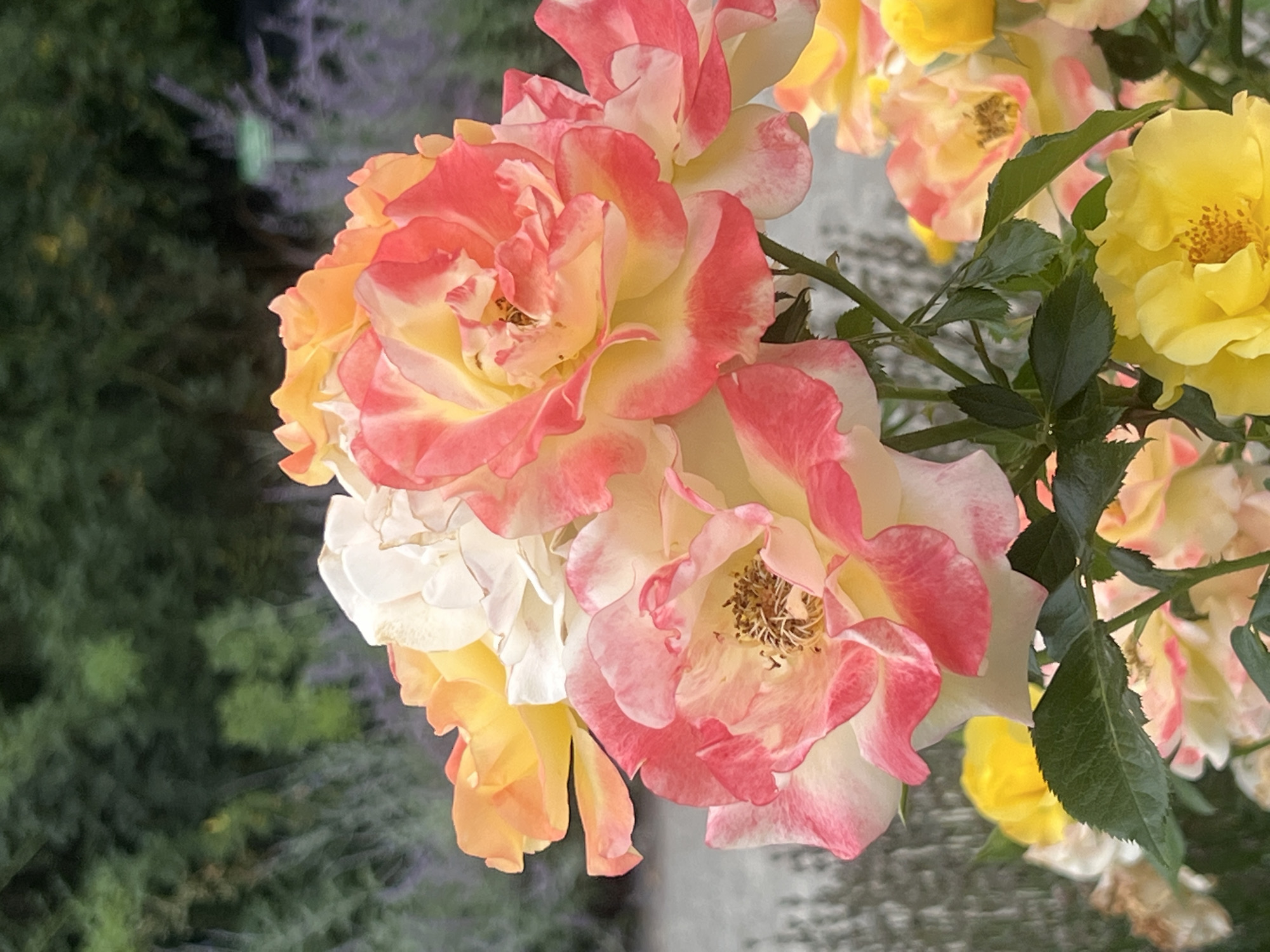This is a close-up, eye-level photograph of a cluster of roses in bloom. The roses exhibit a gradient of colors, ranging from pale yellow and cream to vibrant pink and orange at the edges of their petals. Some of the roses are fully open, revealing their stamens, while others are still partially closed. Green leaves and thorny stems are visible amongst the flowers. The background is softly blurred, suggesting a garden setting with dark green foliage, lavender-colored plants, and a light-colored path or ground cover. There is no indication of human presence or any specific landmarks that would allow for precise location identification within the city of Augsburg, Germany. The focus is solely on the botanical subject matter.