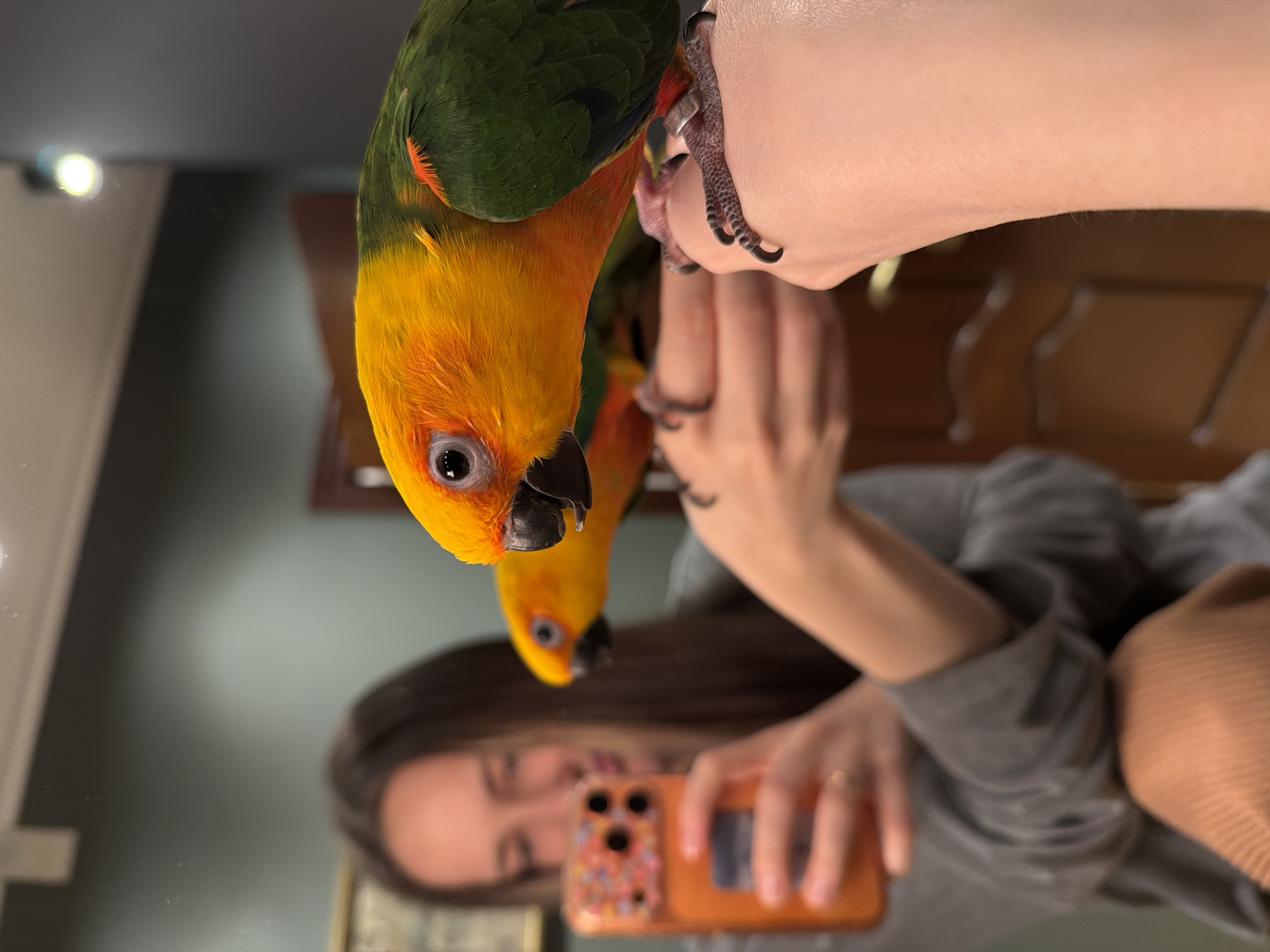 A close-up photograph shows a sun conure parrot perched on a person's arm, with a reflection in a mirror. The bird has vibrant yellow and green feathers, with a dark beak and visible claws gripping the person's skin. The person holding the bird is taking a photograph of the reflection using an orange phone with a multicolored case, capturing their own face and upper body. The background is out of focus, with a glimpse of a green wall and wooden furniture. The location is Unknown, Unknown.