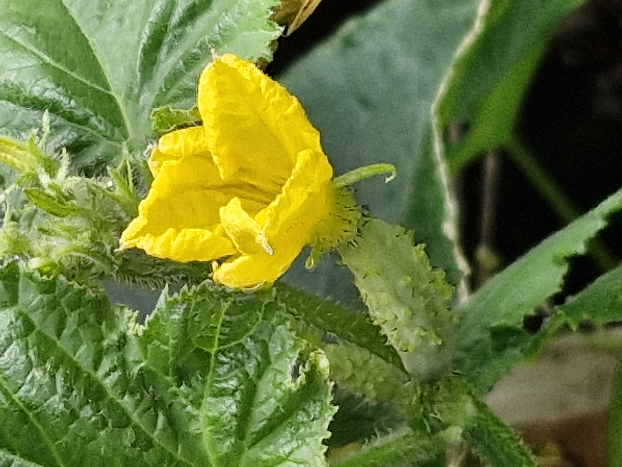 A close-up, full-frame, eye-level, vertical shot shows a bright yellow cucumber flower in bloom. The flower, with ruffled petals and a curled green stamen, is positioned in the center of the frame, facing left. To the left of the flower, a small, underdeveloped cucumber with a prickly skin is visible, with its stem curving downwards. Lush green leaves, with a textured, slightly fuzzy surface and serrated edges, surround the flower and young cucumber, indicating a garden or outdoor setting. The background is a dark, blurred green, suggesting foliage or soil. The lighting is natural, casting soft shadows and highlighting the vibrant colors of the plant. The image appears to be a detail from a garden in Klaipėda, Lithuania, given the context of the query, focusing on the early stages of cucumber growth.