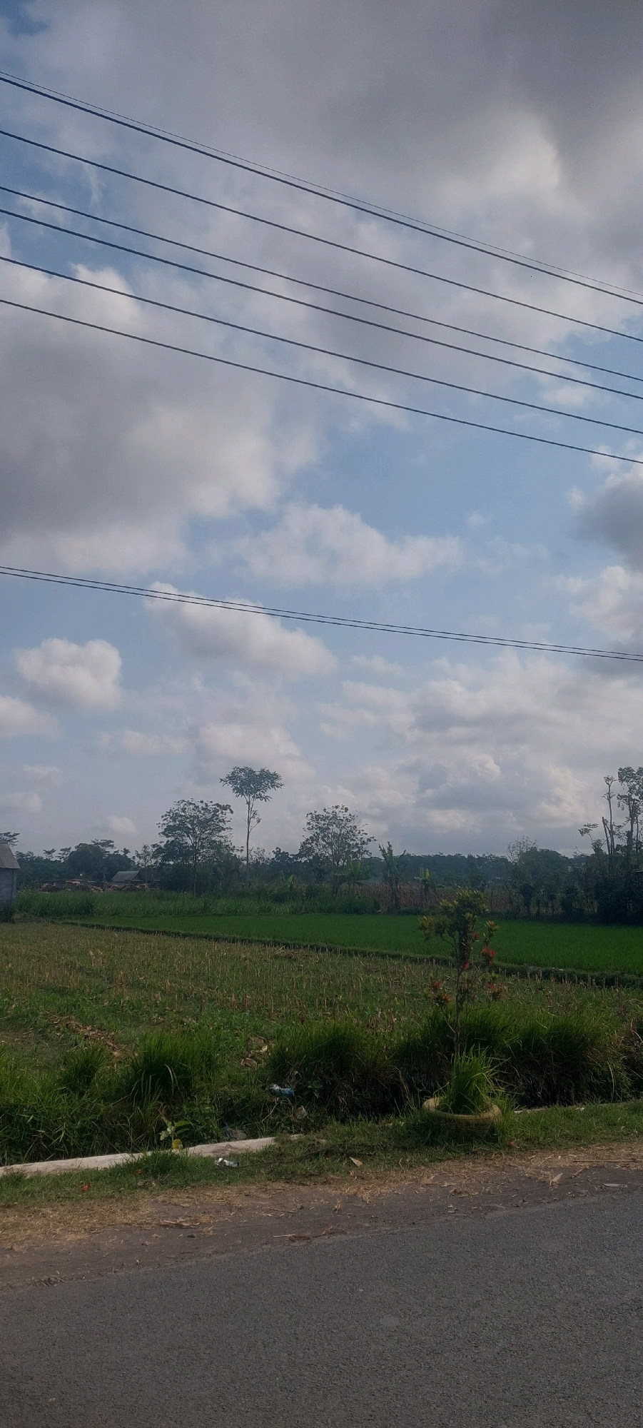 An outdoor, vertical, slightly low-angle medium shot captures a rural landscape with a paved road in the foreground and a field and trees in the background, under a partly cloudy sky. The road occupies the bottom quarter of the frame, appearing to be asphalt and slightly worn. To the left of the road is a grassy verge with a concrete curb, and beyond that, a field of stubble from harvested crops. Further back, a vibrant green field, likely rice paddies, stretches across the mid-ground. A row of trees, some tall and slender with sparse foliage, others shorter and fuller, form a line behind the fields, and further back still, more trees create a dense green backdrop. A few simple buildings with dark roofs are visible peeking through the trees on the left side of the image. The sky is a pale blue with scattered, fluffy white clouds and some darker, heavier clouds, suggesting it might be a humid day. Overhead, five parallel black wires stretch across the upper portion of the frame, likely power lines. There are no people or animals visible in the image, and no obvious actions or interactions are occurring. The scene appears to be located in the village of Sumbersuko, Indonesia, given the agricultural landscape, vegetation, and style of buildings.