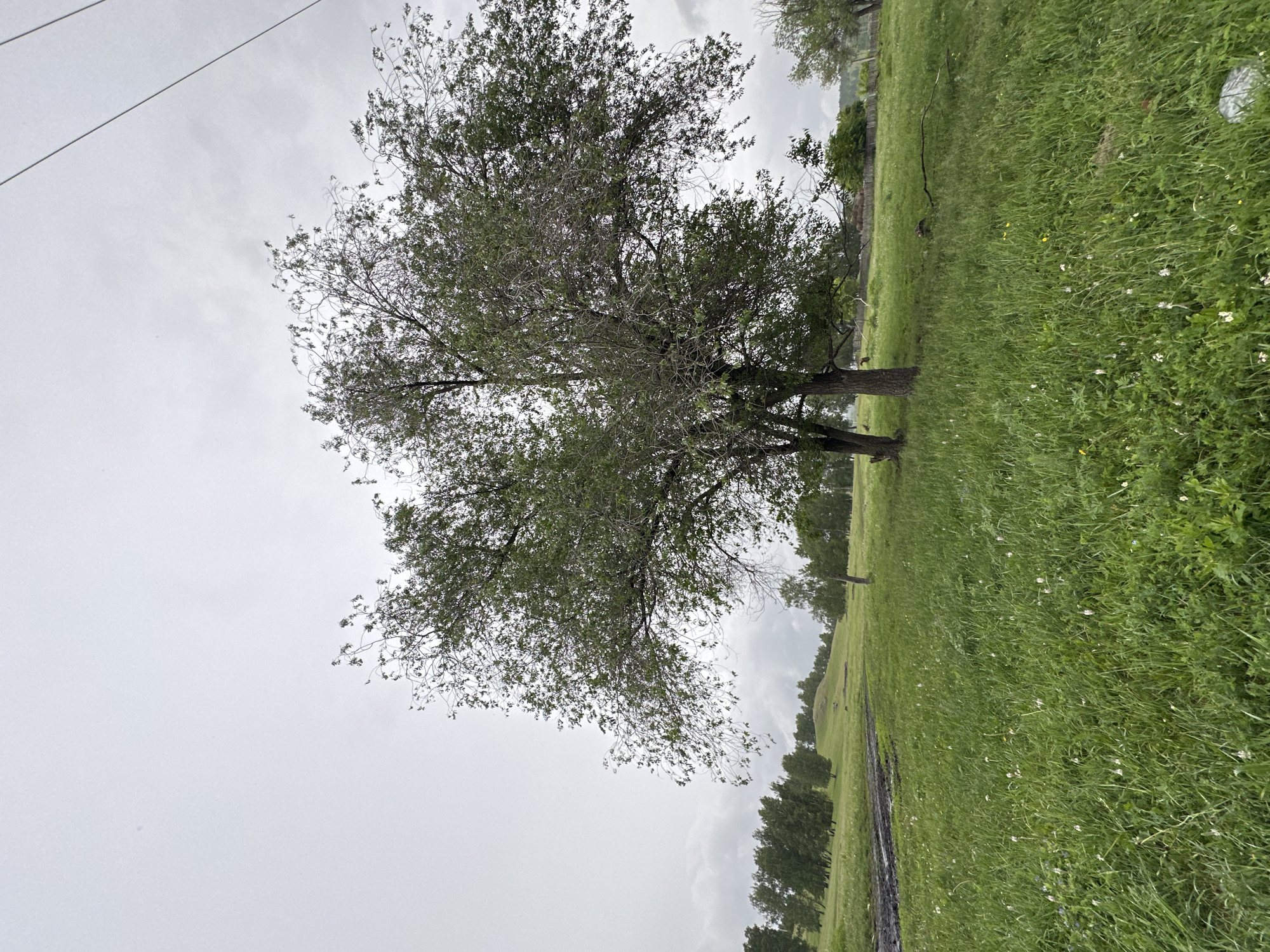 An eye-level, wide-angle shot captures a lush green meadow under a cloudy sky. A large, leafy tree with a sparse canopy dominates the center of the frame, its branches reaching upwards and outwards. To the left, a muddy track cuts through the grass, leading towards a distant line of trees. The meadow is dotted with small white wildflowers. In the background, a gentle, grassy hill rises, also lined with trees. A single, thin utility pole with wires extends from the upper right corner of the frame, disappearing into the overcast sky. No people or animals are visible in the scene.