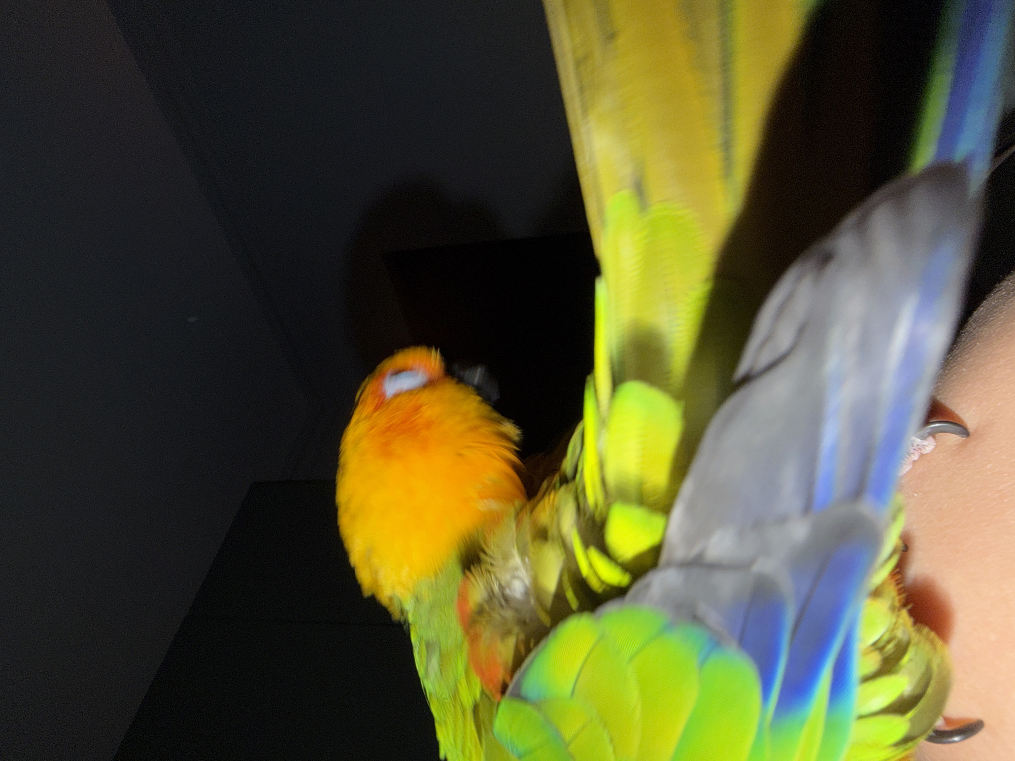 A brightly colored orange, green, yellow, and blue bird with its eye closed is perched on a person's skin. The bird's claws are visible gripping the skin. The background is dark, with indistinct shapes. The location of Khimki, Russia is not evidenced in the image.
