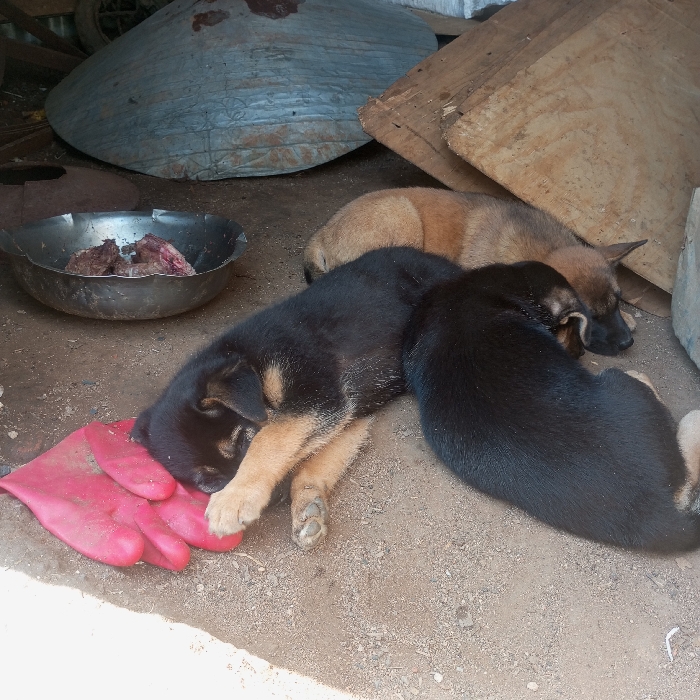 The scene, located in Mahiakalo ward, Kenya, depicts three puppies resting on dirt ground. In the foreground, a black and tan puppy is asleep, its head positioned on a flattened, red rubber glove. Adjacent to it, a second puppy, predominantly black, is curled up and also asleep. Further back, a third light brown puppy is seen sleeping. To the left of the puppies, a dented metal bowl contains several pieces of raw meat. The background includes a large, inverted grey metallic object and stacked wooden planks. The environment suggests an outdoor or semi-sheltered area.