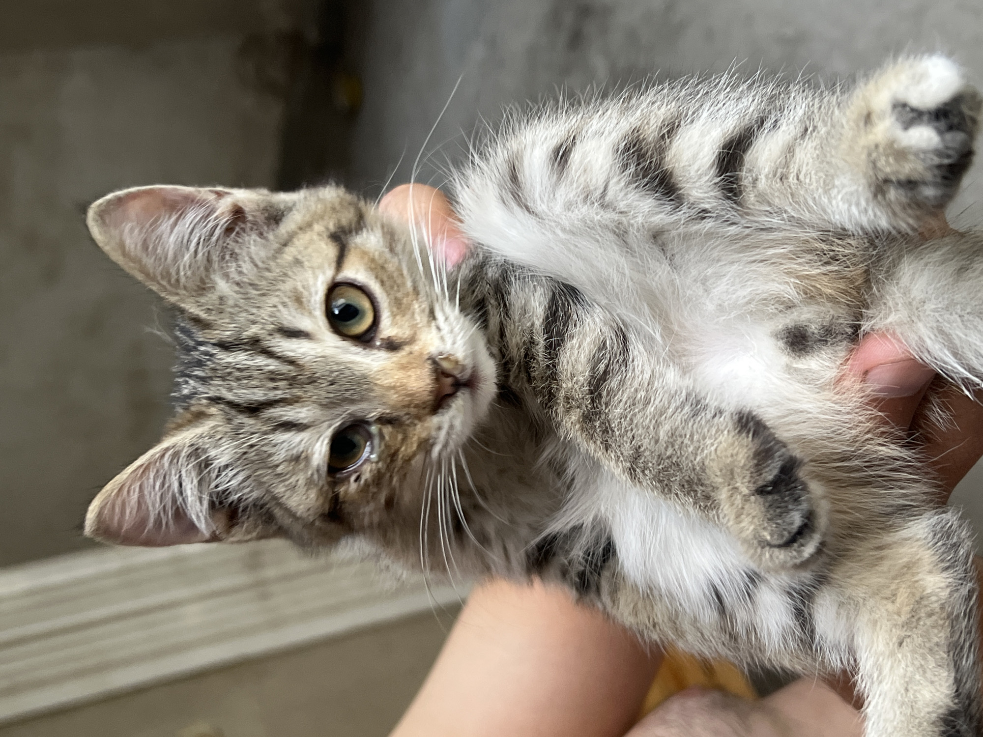 A young tabby kitten with white chest fur is held in a person's hands. The kitten is looking towards the camera with a slight tilt of its head. The kitten's left eye appears slightly watery. The background is blurred, showing what appears to be an interior space with neutral-colored walls and a floor. The image quality is decent, with good lighting and detail on the kitten's fur. The scene does not provide any information about the location in Osh City, Kyrgyzstan.
