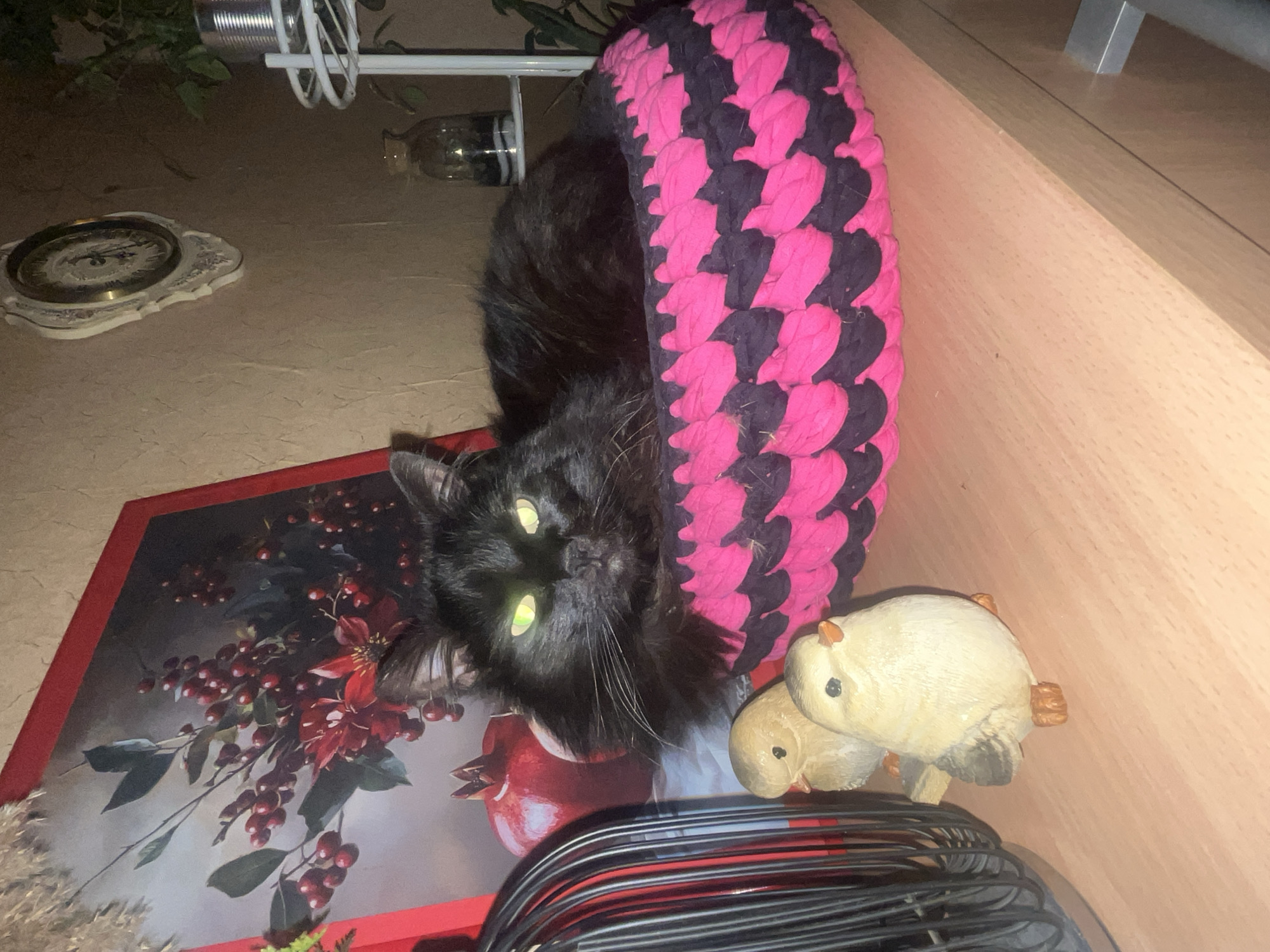 A black, long-haired cat with green eyes is the main subject. It is positioned within a pink and black circular woven item, possibly a cat bed, on a surface that includes a decorative painting of red berries and poinsettias. Adjacent to the cat and the bed are two small, ceramic figurines of chicks. Below these objects is a black, wire-framed item. The scene also contains a small decorative plate with a clock design, a glass bottle, and metal rods in the background. The environment suggests an indoor setting, possibly a home interior. The image does not contain enough information to determine its location within the city of Sofia, Bulgaria.