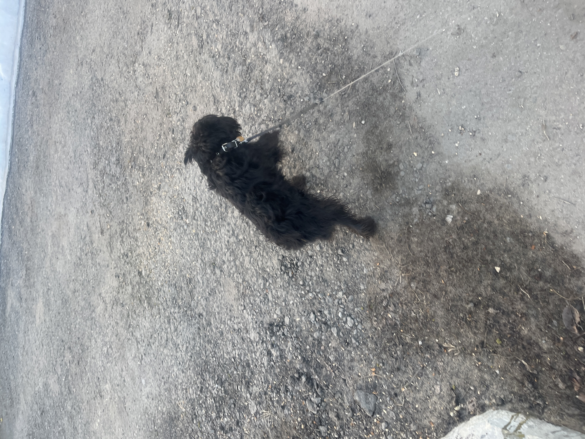 The scene depicts an outdoor environment, stated to be in Podolsk, Russia. A single black, shaggy-coated dog is positioned centrally on a greyish-brown gravel and dirt surface. The dog wears a dark-colored collar with a metallic buckle and a small, light-colored tag. A thin, light-colored leash is attached to the collar, extending diagonally out of the frame towards the lower right. The dog stands on all four legs, facing towards the right, with its head slightly lowered or turned to that direction. The ground surface consists of various-sized gravel, dirt patches, and scattered organic debris such as small twigs and dried leaves. A portion of a large, light grey stone or concrete block is visible in the lower-left foreground. The upper background features a continuous horizontal band of solid, light-colored material, consistent with snow or ice. No human figures are present. The leash appears taut, indicating an interaction with an unseen handler or anchor point.