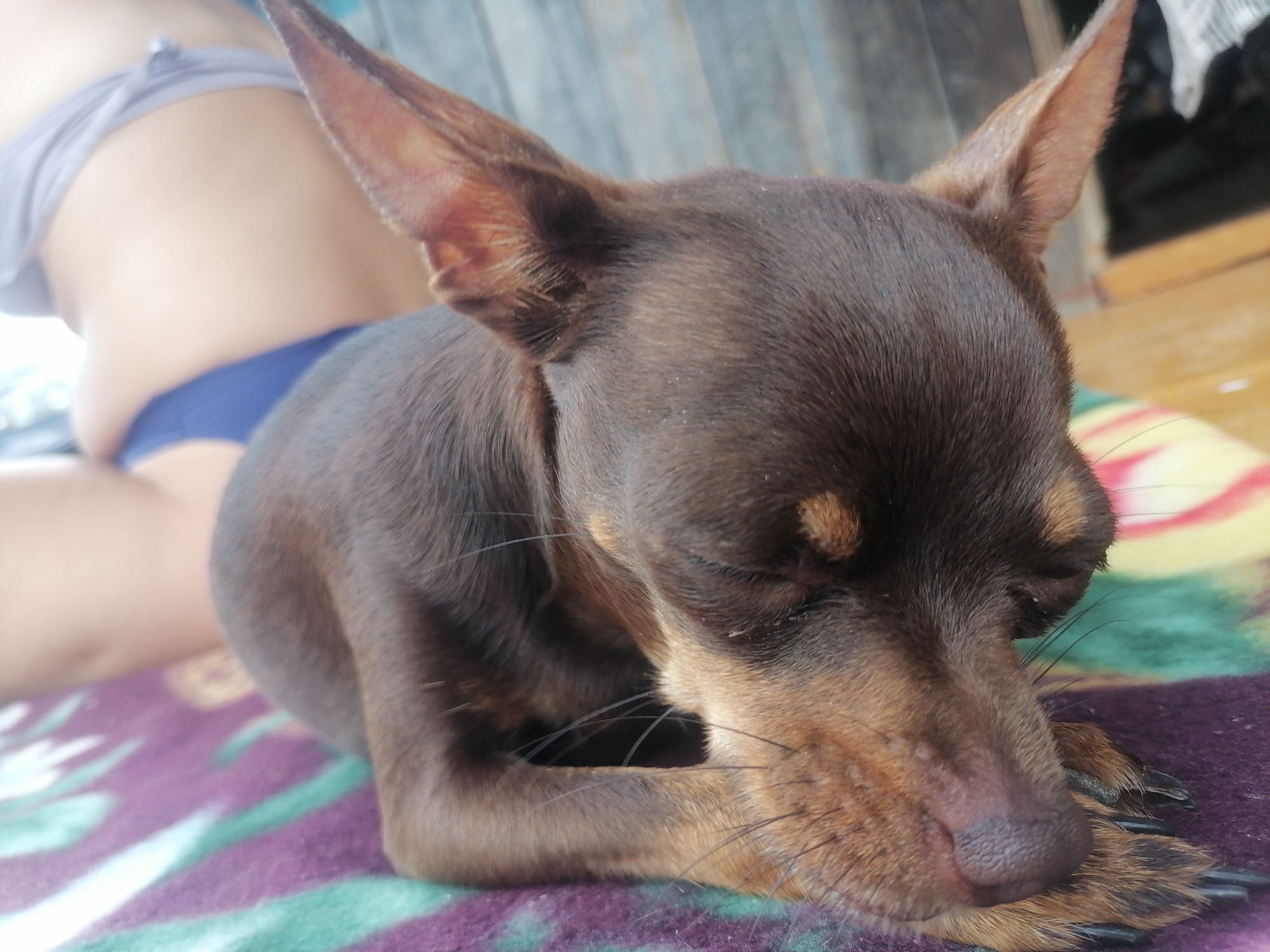 An overhead, medium close-up shot captures a small, brown-and-tan dog resting on a colorful blanket. The dog, with its eyes closed and head bowed, appears to be sleeping. Its ears are erect and pointed upwards, framing its face. The dog's fur is short and smooth, with lighter tan markings around its eyes and muzzle. The blanket beneath the dog is a vibrant tapestry of purple, green, and yellow stripes. In the background, out of focus, a person's lower body is visible, wearing a blue bikini bottom and a light purple top, suggesting a casual, outdoor setting. The environment appears to be rustic, with wooden planks visible in the background, possibly indicating a porch or a simple wooden structure. The overall impression is one of a serene moment shared between a pet and its owner in a relaxed, domestic environment in Novopokrovka, Russia.