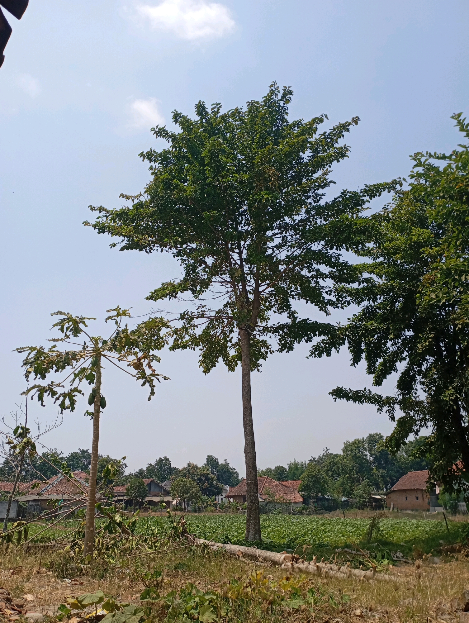 In the village of Mekarjaya, Kecamatan Haurgeulis, Indonesia, a clear sky with scattered white clouds forms the backdrop for a rural landscape. In the foreground, dry grasses and fallen branches litter the ground. Two tall trees dominate the mid-ground, one slender and green with a thick canopy, the other a thinner papaya tree bearing green fruit. Behind the trees, a row of traditional houses with terracotta roofs are visible. A field of lush green crops stretches across the mid-ground, bordered by more trees and vegetation. The scene depicts a peaceful, sunny day in an Indonesian village.