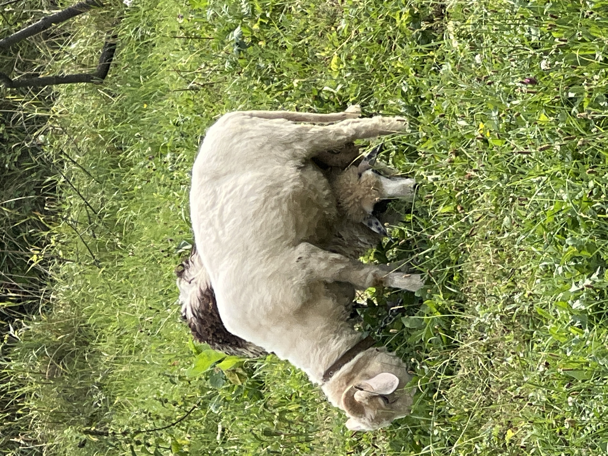 Two sheep are grazing in a grassy field in Yaremche, Ukraine. The sheep in the foreground is light-colored and has a brown collar. It is facing left and is bent down, eating grass. Behind it, another sheep with a brown and white fleece is visible, also grazing. The field is covered in green grass and some wildflowers. Trees and branches are visible in the background.