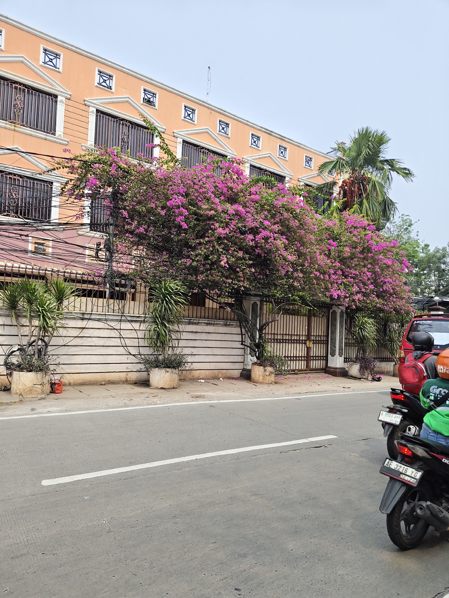 The image shows a street scene in West Jakarta, Indonesia, in front of a peach-colored building with ornate windows and decorative trim. A dense, flowering bougainvillea vine with vibrant pink blossoms cascades over a metal fence, partially obscuring the building. Two tall, potted plants with spiky leaves are positioned in front of the fence. On the right side of the image, two motorcycles are parked on the side of the road, one red and one black. The black motorcycle is closer to the viewer, and a person wearing a green jacket and blue jeans is partially visible on it. The street is paved and has a white line marking the lane. The sky is overcast.
