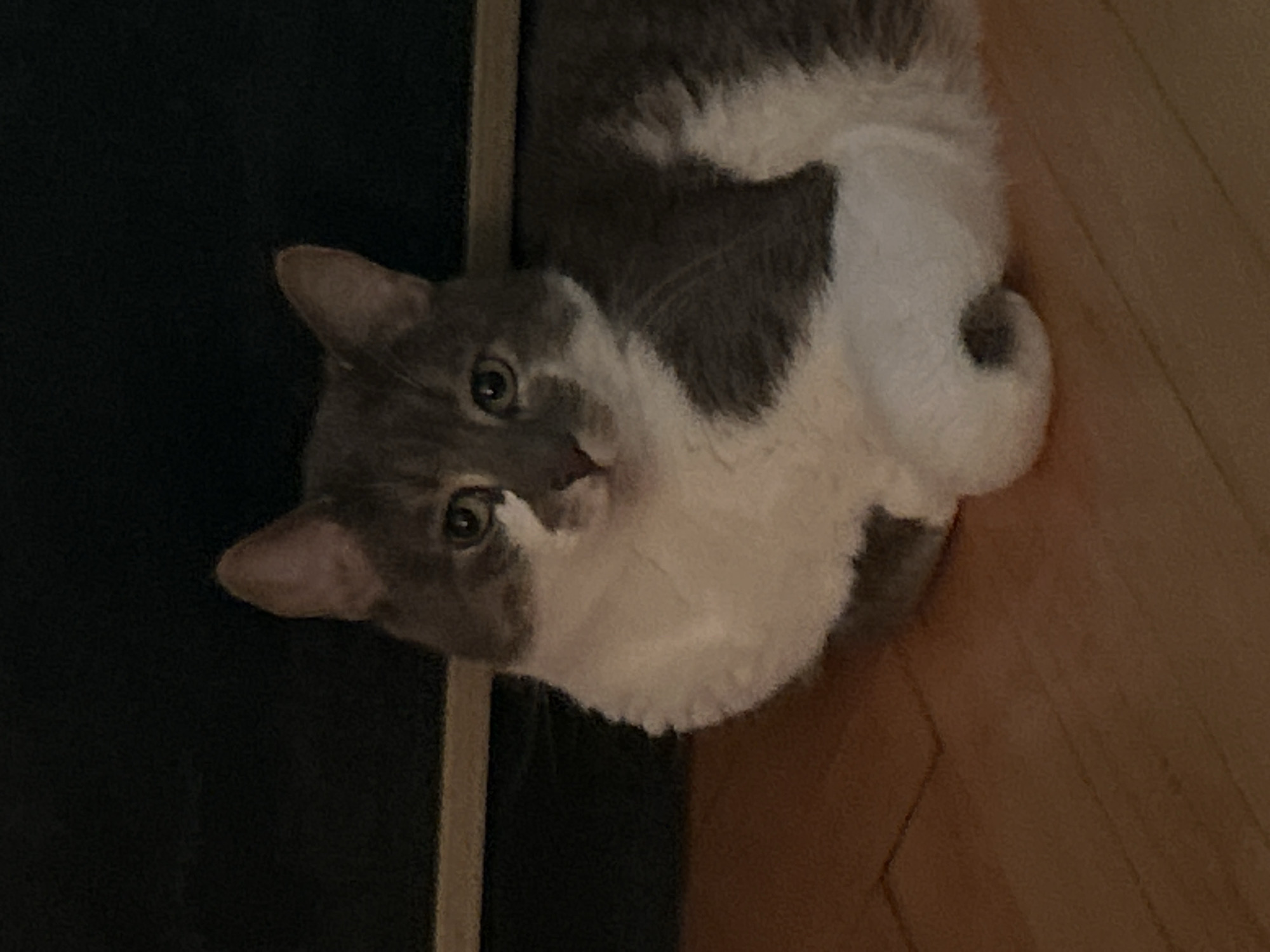 A gray and white cat is lying on a wooden floor in front of a dark, out-of-focus background. The cat is facing the camera with its head slightly turned to its left. Its eyes are open and looking forward. The cat's fur is short and appears soft. The wooden floor has a visible grain and is laid in planks. The lighting is dim, creating shadows on the floor and highlighting the cat's features. There is no indication of a specific location in Sofia, Bulgaria, or any other city.
