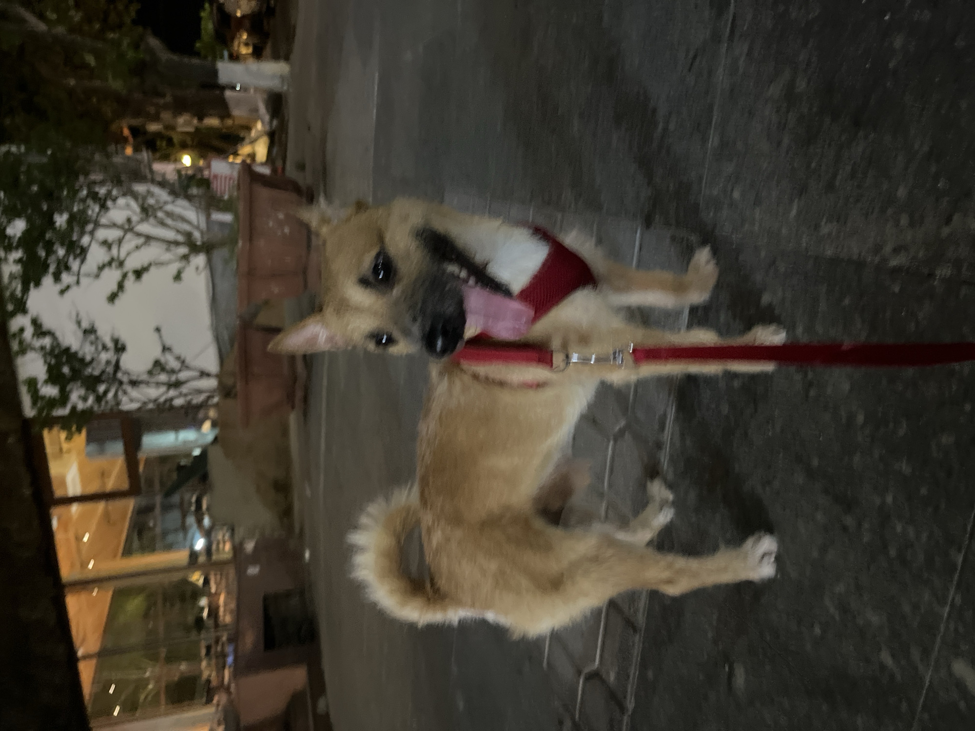 A medium-sized, tan dog with a red leash and harness stands on a concrete sidewalk. The dog faces the camera, its tongue hanging out. The location is Bac Nha Trang Ward, Vietnam. A partially obscured building with glass windows and lighting is in the background. Trees and other vegetation are also visible. The scene is likely captured at night or in low light.