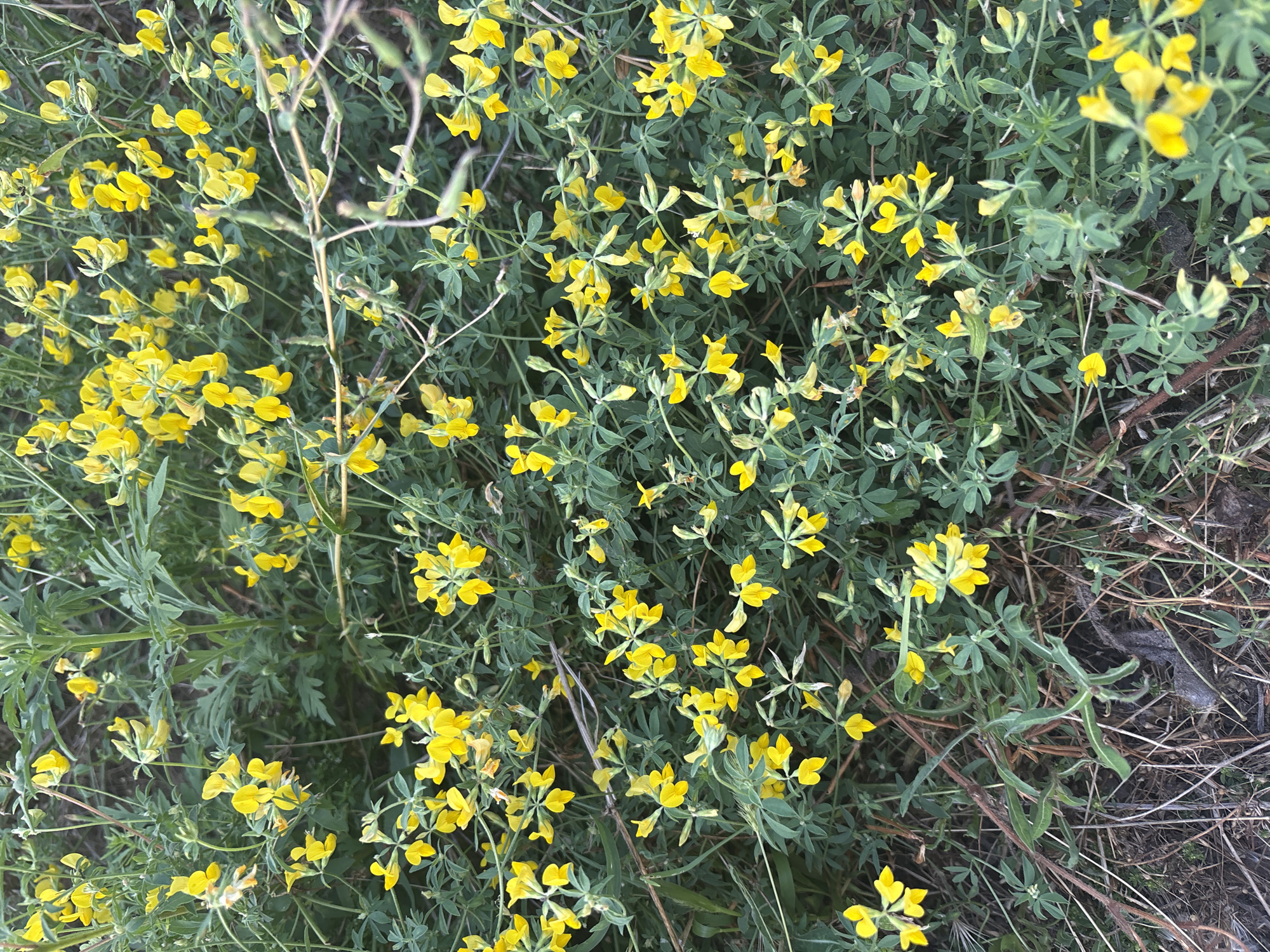 The image is a close-up, eye-level, outdoor shot of a dense patch of blooming yellow wildflowers. The flowers are small with multiple petals, and they grow on thin, green stems amidst lush green foliage. Some dry, brown grass and twigs are visible at the bottom of the frame, suggesting a natural or semi-wild setting. There are no people or animals present in the image. The lighting appears to be natural daylight, and the focus is sharp on the flowers and surrounding plant life. The scene is devoid of any urban elements, suggesting it is not a typical city park or street.