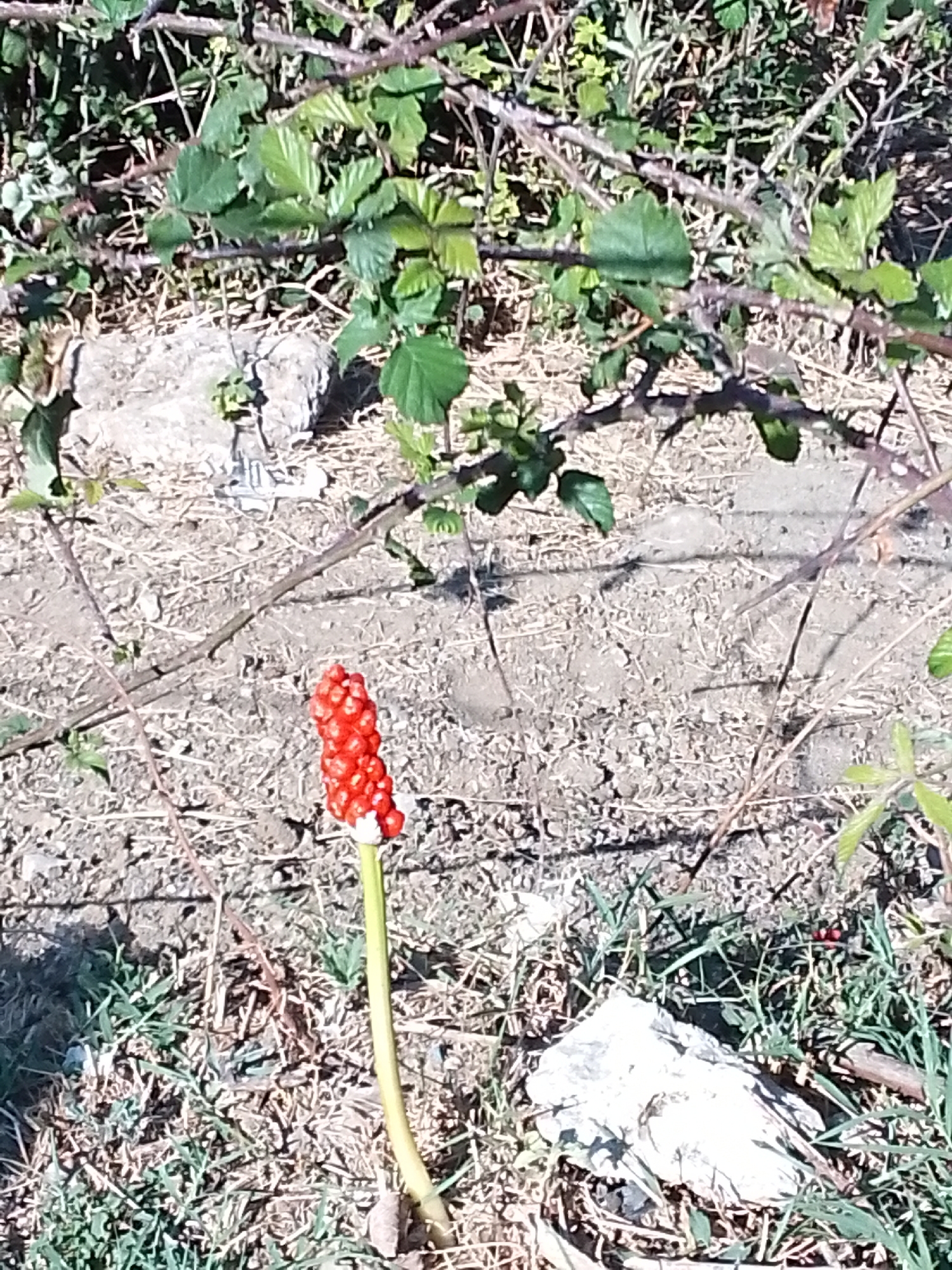 A single stalk of Arum maculatum, also known as Lords-and-Ladies, is visible in a natural setting. The plant features a tall, pale green stem with a cluster of bright red berries at its apex. The background consists of dry, cracked earth, sparse green grass, and thorny branches from what appears to be a bramble bush. The scene is lit by sunlight, casting shadows and highlighting the textures of the ground and foliage. The location is identified as Valle Castellana, Italy. There are no people or animals visible in the image.