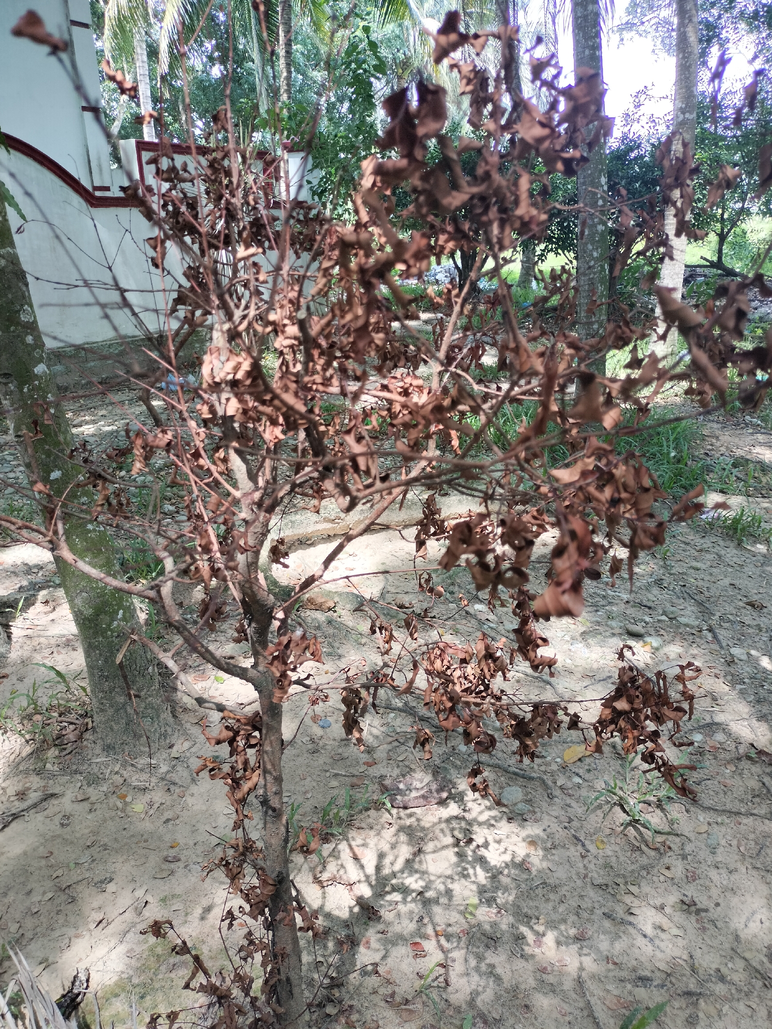 The image shows a small, dry tree with brown, withered leaves. The tree is in an outdoor environment with sandy soil and scattered pebbles. In the background, there are green trees and a white wall with a red trim. The lighting suggests it is daytime, with shadows cast on the ground. There are no people visible in the image. The location is Seuneubokpeunteut, Indonesia.