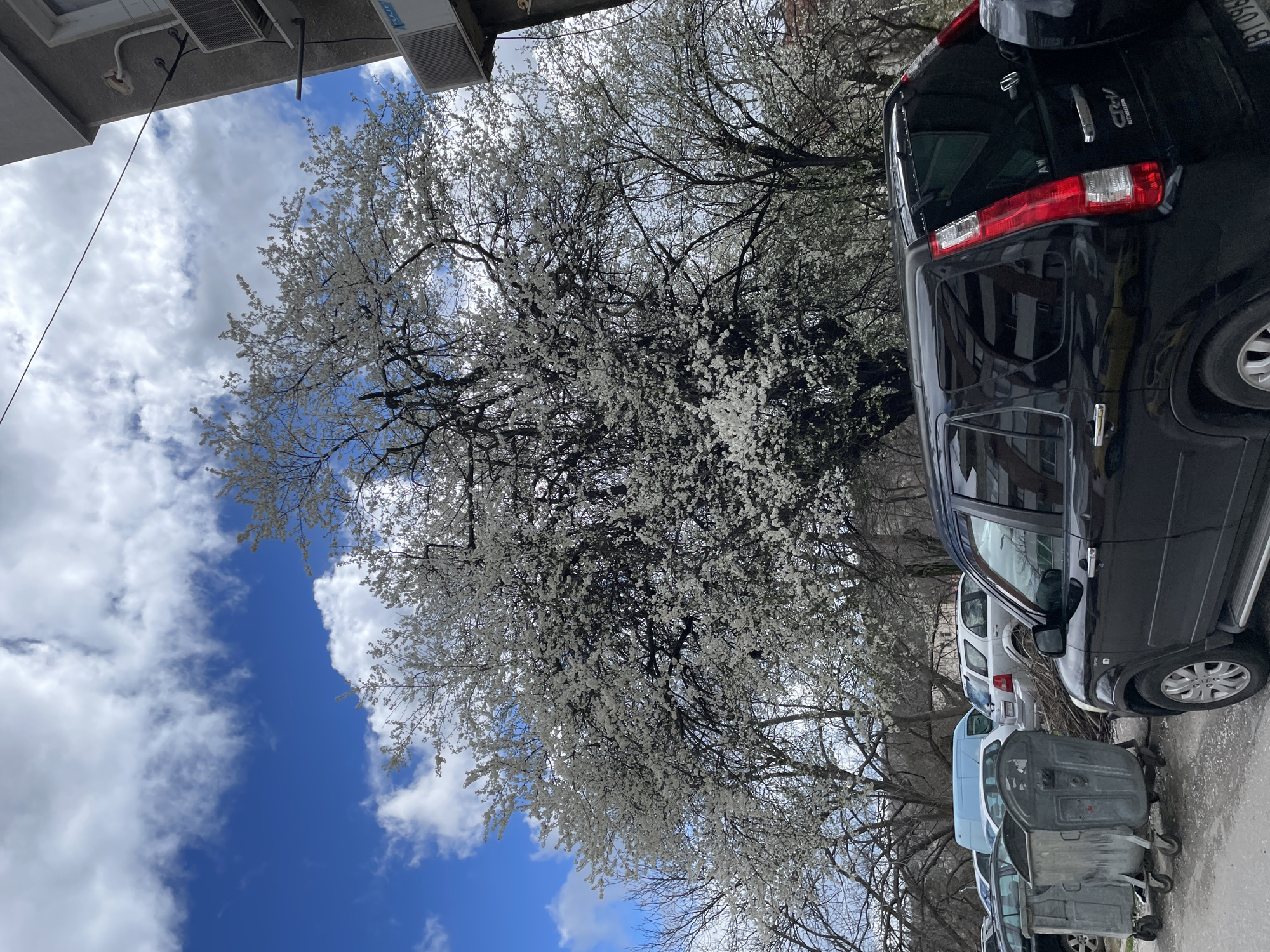 The image depicts a street scene in Veliko Tarnovo, Bulgaria. A flowering tree with white blossoms dominates the view, partially obscuring a blue sky with scattered white clouds. Parked along the street are several vehicles, including a black SUV prominently positioned in the foreground, and a row of white and light blue cars. Metallic trash containers are placed alongside the curb in the foreground. The top of a building with air conditioning units is visible at the upper left corner.