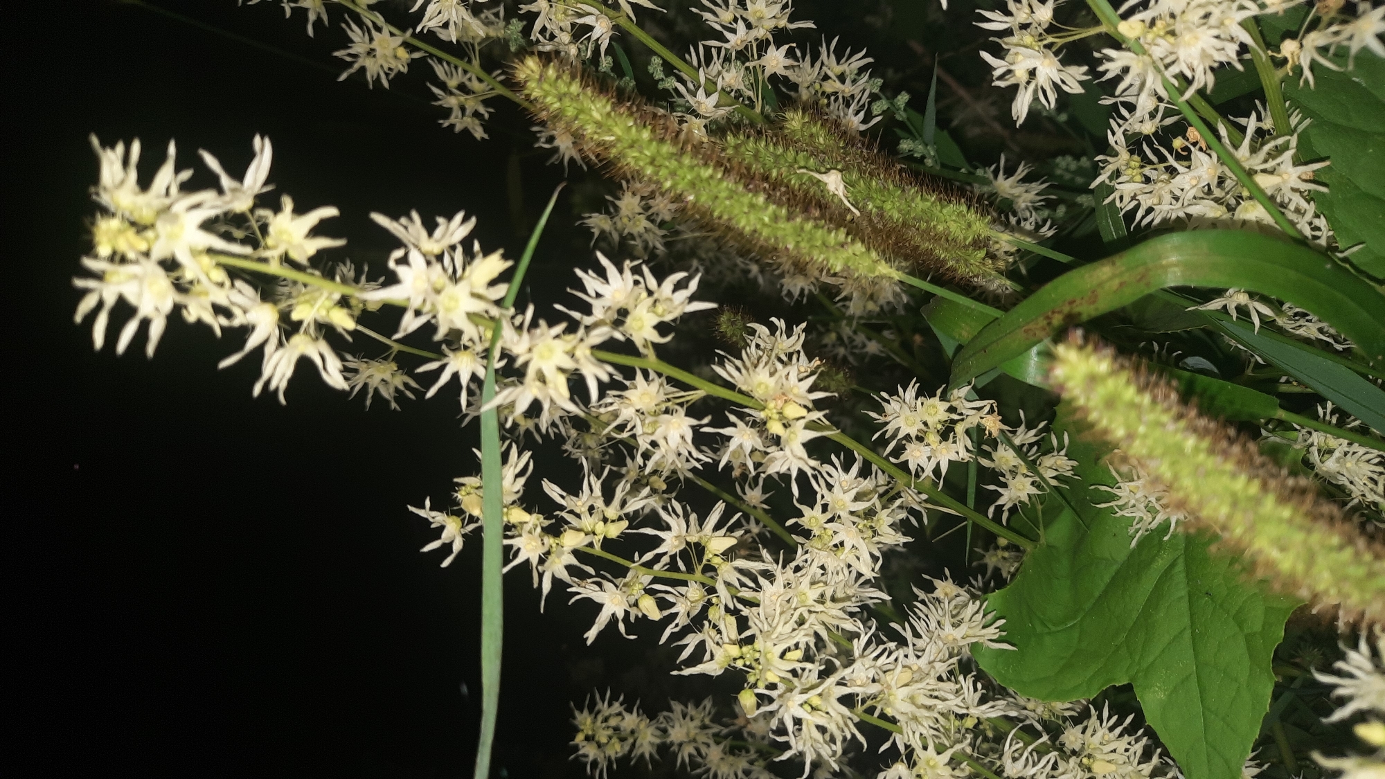 The image shows a close-up of white, star-shaped flowers with delicate petals, likely from a plant species such as Actaea alba (White Baneberry) or a similar ornamental plant. These flowers are clustered on tall, slender stalks, with some appearing to be in bloom and others as buds. In the foreground and midground, there are also two fuzzy, elongated seed heads or flower spikes of a grass-like plant, predominantly green with brown tips. These seed heads have a bristly texture. Interspersed among the flowers are broad, green leaves, one of which is prominent in the lower left quadrant of the image. The background is dark, suggesting the photo was taken at night or in a dimly lit environment. There are no people or any indications of human activity, nor any recognizable landmarks that would place the scene specifically in the city of Shkloŭ, Belarus. The overall impression is of a natural botanical scene, likely outdoors, given the presence of plants and leaves.