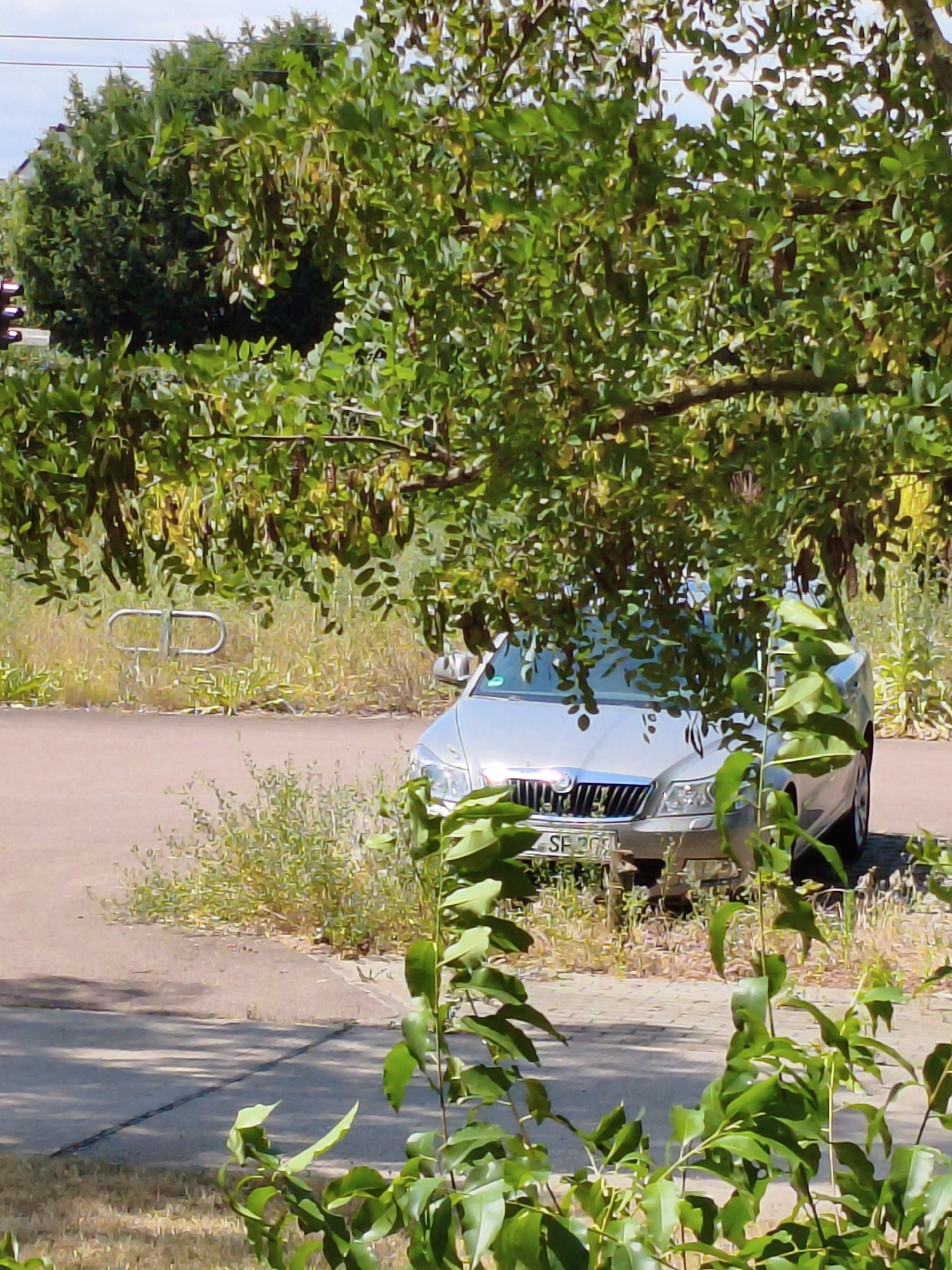 A silver Skoda Octavia sedan, license plate "SF 208", is parked on a paved surface. The car is partially obscured by lush green foliage. The background features dry, overgrown grass and a silver U-shaped metal bollard. The scene appears to be outdoors, possibly in an urban or suburban area in Dessau, Germany, given the presence of a typical European license plate and the car model. The overall impression is that of a static, daytime scene with no human activity visible.