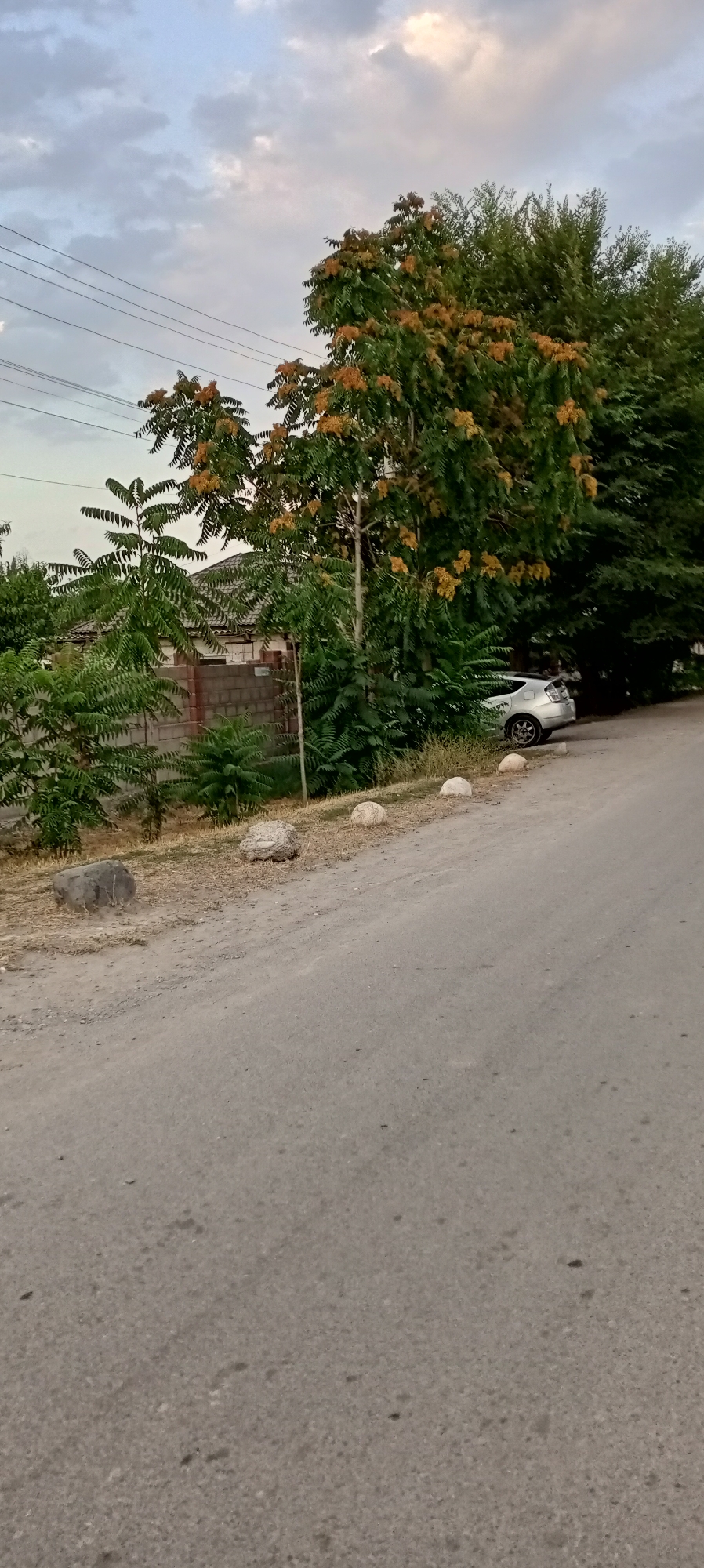 A silver hatchback is parked on the side of a paved road in a semi-urban or rural area, likely in Sokuluk, Kyrgyzstan. The car is partially obscured by dense green foliage and trees, some of which have clusters of yellow or orange flowers. A low, grey brick wall runs along the left side of the road behind the foliage, with what appears to be a building or house roof visible above it. Overhead, power lines stretch across the sky, which is partly cloudy with a light blue and grey hue. The road surface is a rough, grey asphalt. Several rounded, greyish-white stones are placed along the edge of the road near the vegetation. The ground on the side of the road is dry and covered with sparse, yellowed grass and dirt.