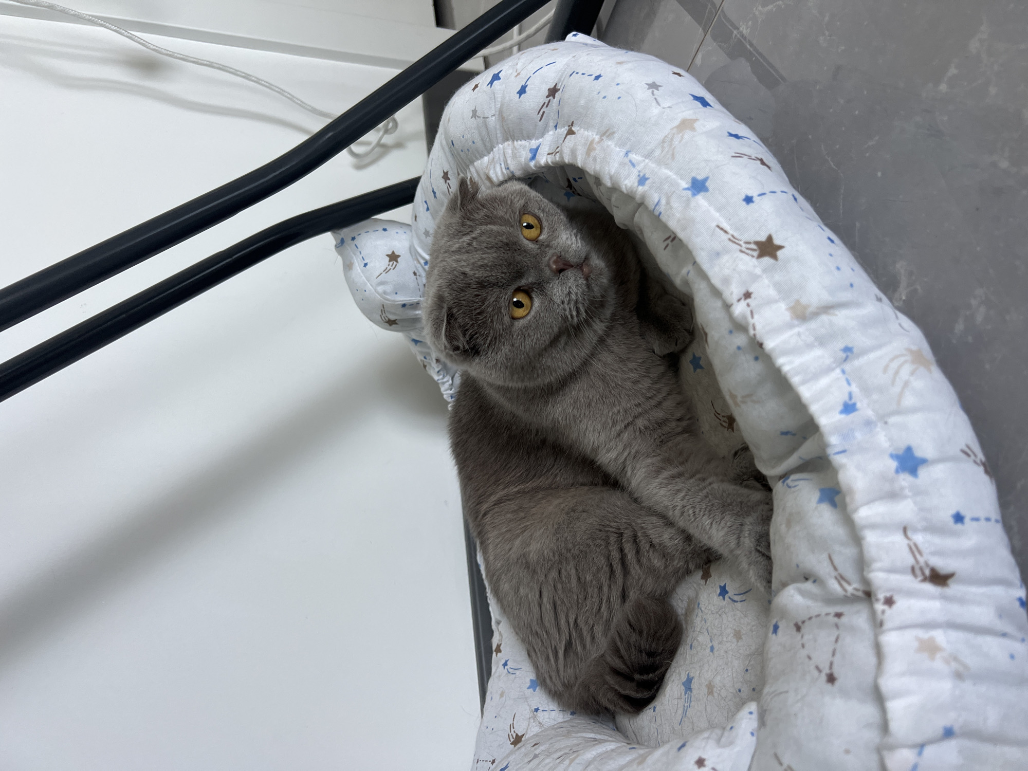 A grey Scottish Fold cat with bright yellow eyes rests in a star-patterned pet bed. The bed is placed on a tiled floor, near a white wall and two black metal poles. The cat is lying down, with its body curled slightly to the left, and its head turned towards the camera. Its ears are folded forward, a characteristic trait of the breed. The background is mostly white and grey, with some shadows cast by the metal poles. The scene appears to be indoors. The location is identified as the city of Aksu, Turkey.