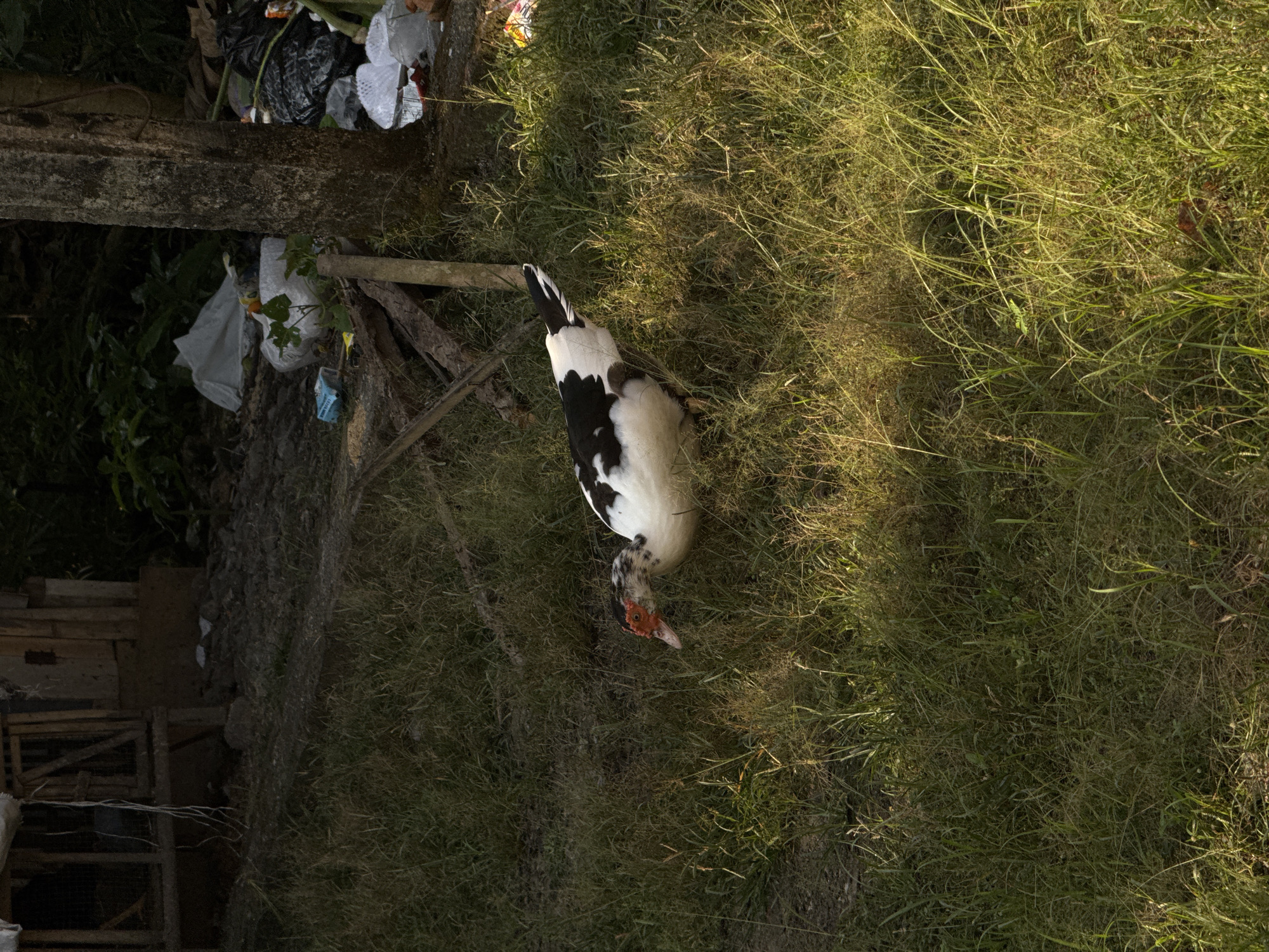 The image depicts a Muscovy duck with black and white plumage foraging in overgrown grass. The duck has a distinctive red face. In the background, there is evidence of a rural or semi-rural environment. To the left, a wooden structure with wire fencing is visible, possibly a coop or shelter. The ground appears uneven and covered with debris, including rocks and dirt. Towards the right, a concrete post stands next to a pile of discarded trash bags and other refuse, suggesting a less-than-ideal environmental condition. The overall scene is outdoors, with natural lighting that casts shadows across the grassy area. The image is likely taken in a location like Kalirancang, Indonesia, given the context provided, where such rustic settings and potential for unmanaged waste are common.