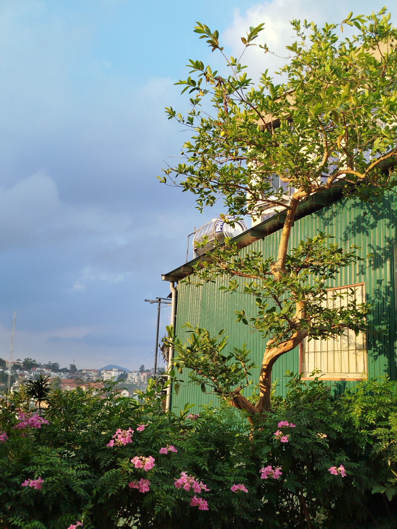 The image shows a scene in Da Lat, Vietnam. A tree with light green leaves and a winding trunk stands prominently in the foreground, partially obscuring a green corrugated metal building. The building has a window with bars and a large cylindrical tank on its roof. A dense hedge of green bushes with pink trumpet-shaped flowers runs along the bottom of the frame. In the background, a cityscape of Da Lat is visible with buildings scattered across hills, receding into the distance. A tall, thin antenna or tower can be seen on the left side of the frame, rising above the city. The sky is a mix of light blue and gray, suggesting partly cloudy conditions.