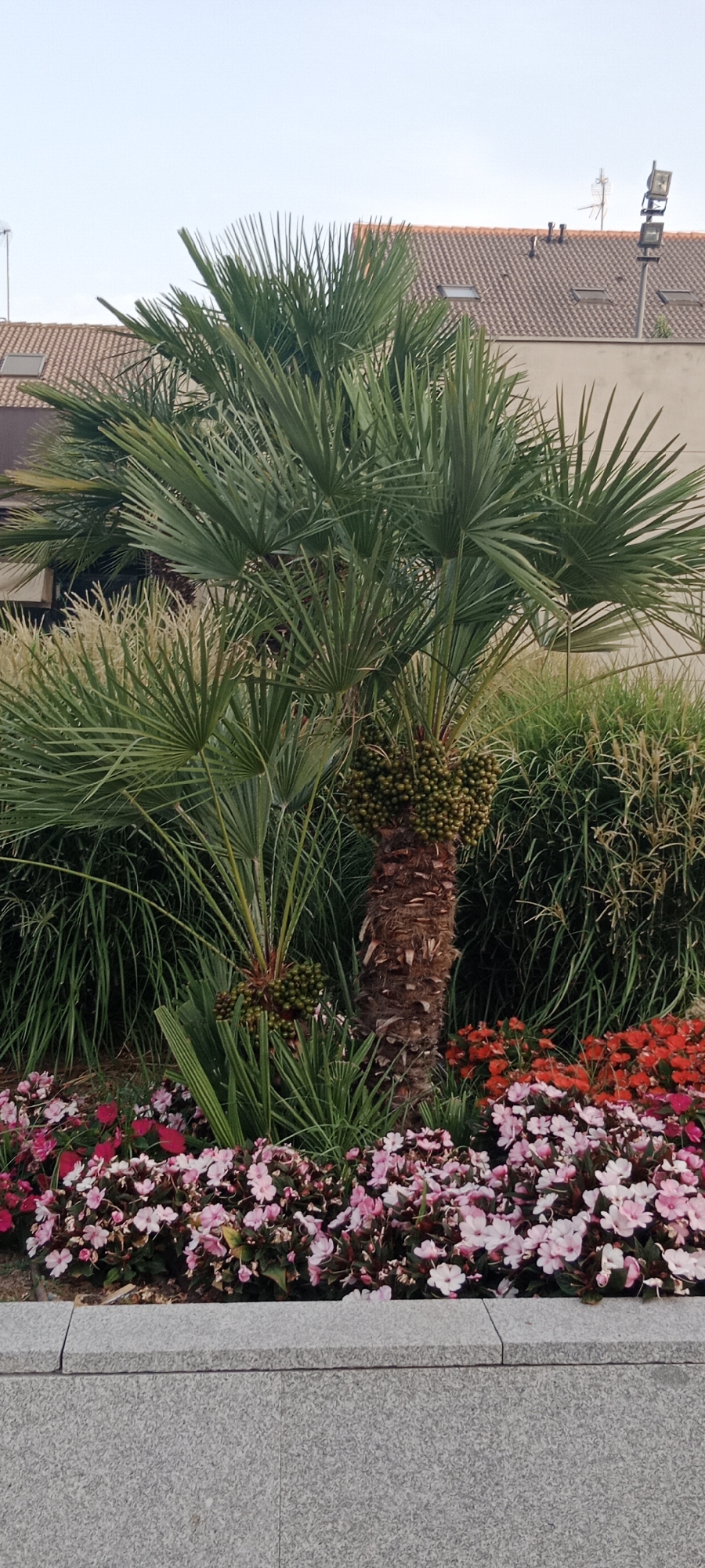The image shows a tropical palm tree with green fruit clusters in a garden bed, in the city of Galapagar, Spain. The palm tree is in the center of the frame, with its fronds spread wide. Behind the palm tree, there is a dense thicket of tall green grasses and some smaller plants with red and pink flowers. In the background, a building with a tiled roof and visible skylights can be seen, as well as some outdoor lighting fixtures. The foreground features a grey granite planter box. There are no people visible in the image. The sky is a light blue with a few wispy clouds.