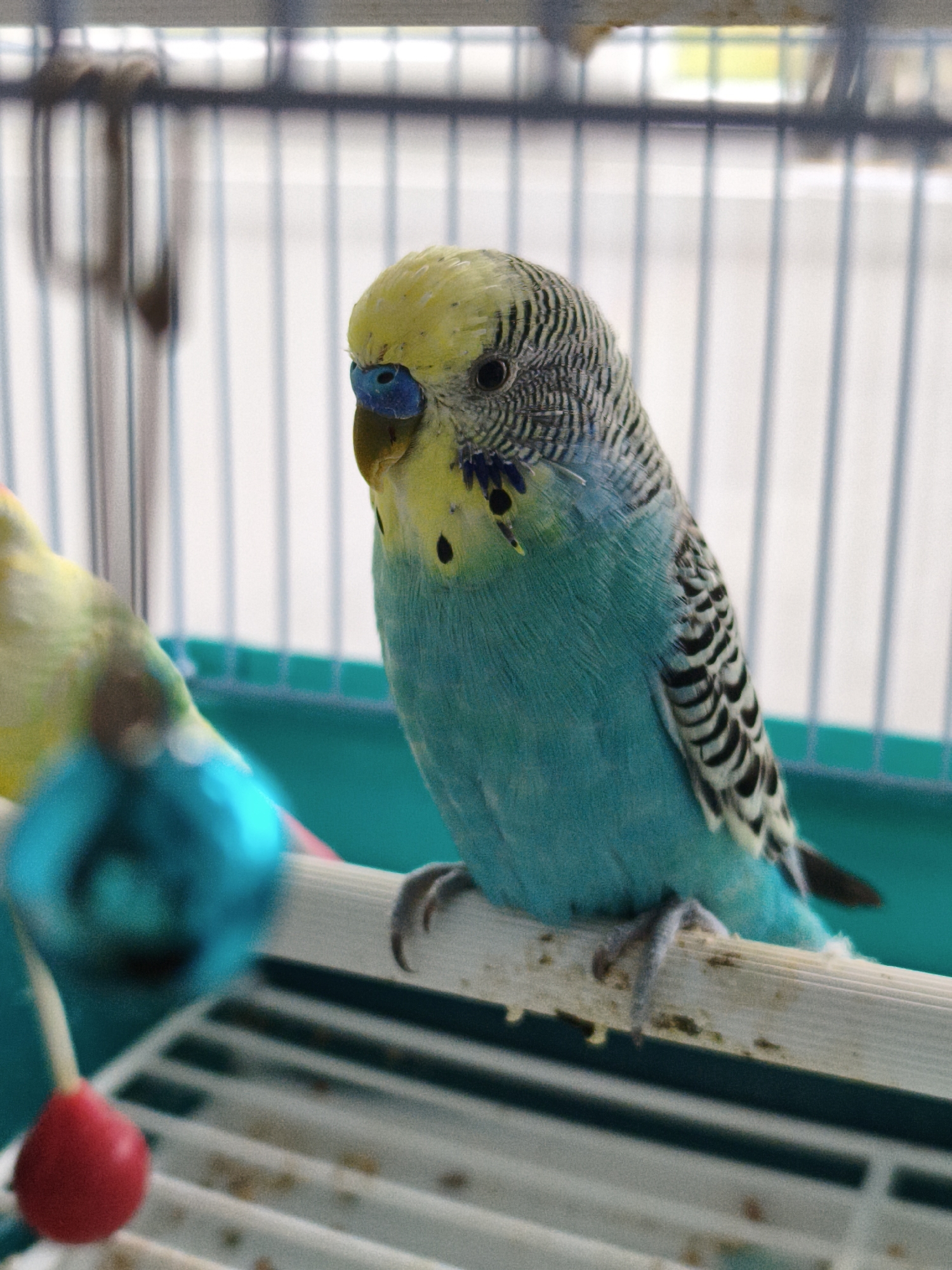 A budgerigar, a small parrot native to Australia, is perched on a wooden dowel inside a cage. The bird is predominantly turquoise and yellow, with black markings on its wings and head. Its beak is blue, and its eyes are dark. Another budgerigar, mostly yellow with some green, is partially visible in the foreground to the left. Both birds are in a cage, suggested by the vertical bars in the background. The cage appears to be made of metal with a green plastic tray at the bottom. Hanging in front of the cage is a toy, a red ball suspended from a string, and a shiny blue sphere. The background is out of focus, showing more cage bars and a bright, indeterminate area. The scene is an indoor setting, possibly a home or a pet store. There is no specific information to suggest the location is in the city of Chaikovsky, Russia.