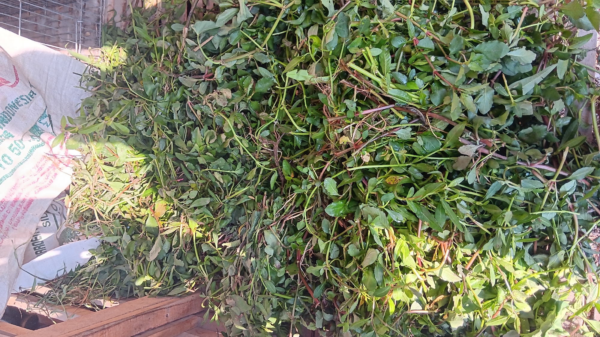 A close-up, overhead shot shows a large pile of green purslane leaves and stems. The purslane is contained within a wooden crate on the left and spills out towards the right. Behind the purslane, a white burlap sack with red and green text is visible, suggesting it might be a feed or fertilizer bag. The sack has some text that appears to read "ARDEN" and "SILVER" and "INDONESIA" and "10 50". The scene is lit by natural sunlight, creating shadows and highlights on the purslane. The image is likely taken in Sonobekel, Indonesia, given the text on the sack.
