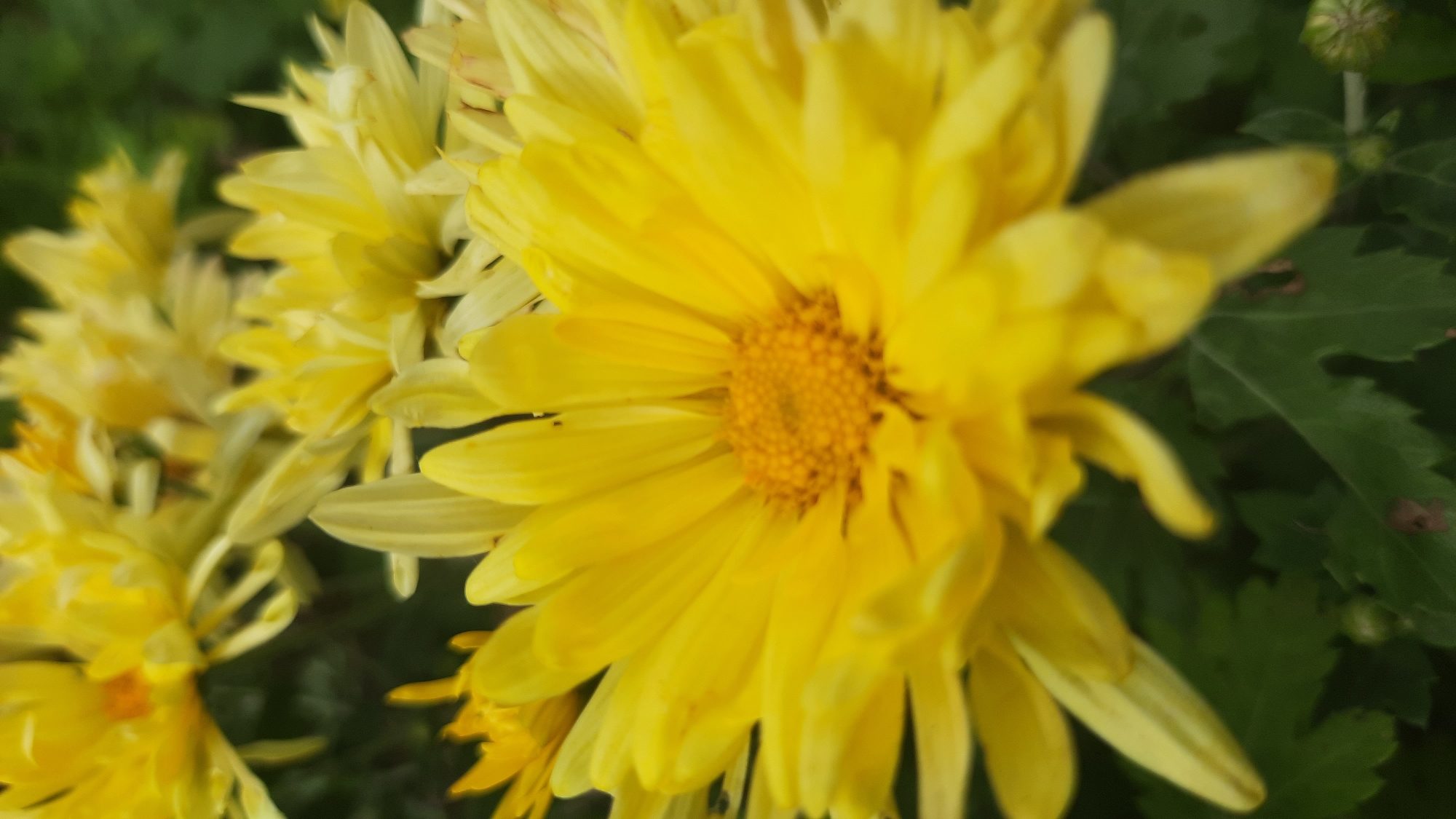 A close-up, slightly blurry photograph captures a cluster of bright yellow chrysanthemums. The focus is on a large, central flower, whose ray florets fan outwards from a textured, golden center. Several other chrysanthemums, also in vibrant yellow hues, are visible in the background, some more in focus than others, creating a layered effect. Deep green leaves and a hint of darker foliage form the backdrop. The image does not contain any information or visual cues that would allow for the identification of its location in Shklov, Belarus.