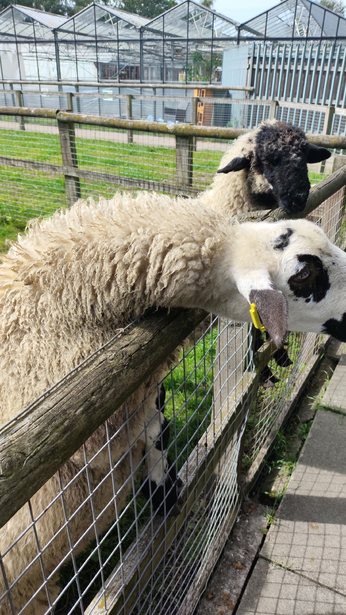 The image shows two sheep in an enclosure, likely at Knowsley Safari Park in Knowsley, United Kingdom. One sheep, in the foreground and to the left, has a cream-colored, shaggy coat and is leaning its head over a wooden fence. The other sheep, to the right and partially obscured, has a black head and neck and a cream-colored body. Both sheep appear to be within a fenced area with a wire mesh and wooden planking. In the background, several glass-paneled structures, resembling greenhouses or visitor centers, are visible. The ground within the enclosure is covered with grass, and outside the enclosure, there is a paved path. The lighting suggests it is daytime.