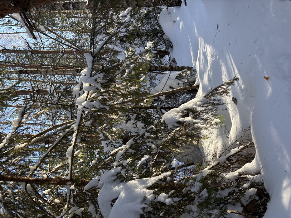 This image displays a static winter forest scene located in Kol'tsovo, Russia. The environment is dominated by coniferous trees, primarily fir or spruce, with their branches heavily laden with a thick layer of fresh, white snow. Bright sunlight filters through the tree canopy, illuminating the snow-covered foliage and ground, while casting long, distinct shadows across the undisturbed snow. In the background, a mix of coniferous and deciduous trees, including some with light-colored bark possibly identifying them as birch, are visible against a clear blue sky. The ground is uniformly covered in deep, pristine snow. A single, dry brown leaf rests on the snow in the lower right portion of the frame. No human individuals, animals, or man-made objects are visible.