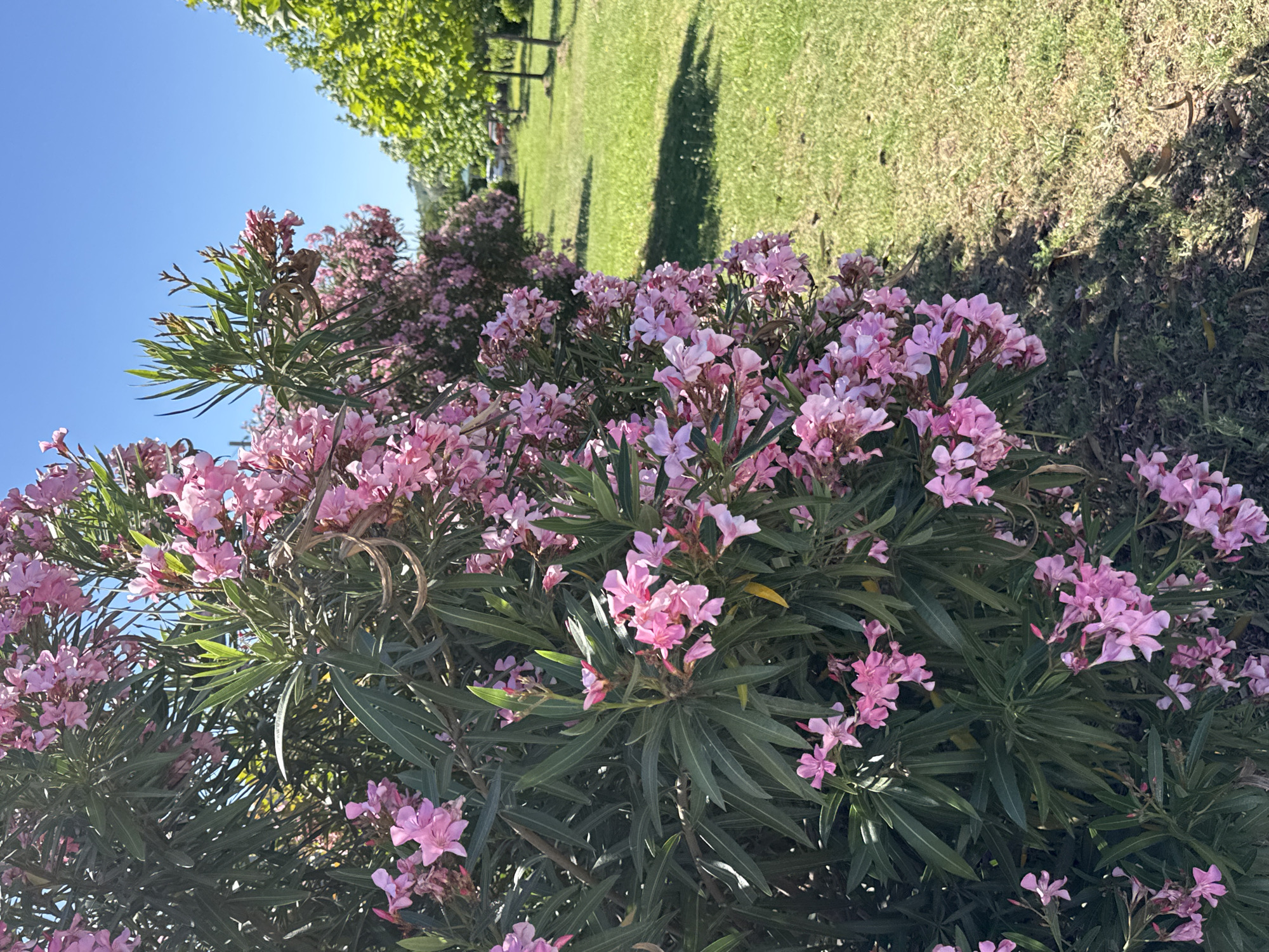 The image shows a row of flowering bushes with pink blossoms in a park setting. Behind the bushes, there is a green lawn and trees under a clear blue sky. The location is not specified.
