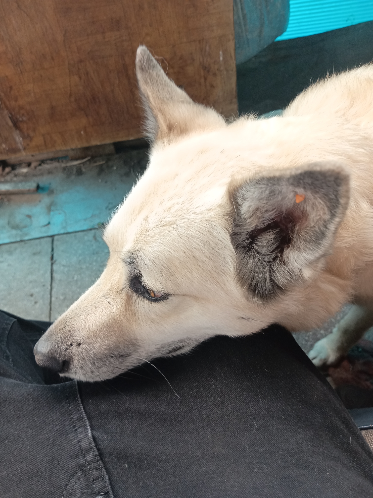 An overhead medium shot captures a tan-colored dog resting its head on the black denim-clad lap of an unseen person. The dog's face is positioned in the lower left quadrant of the frame, with its muzzle pointing towards the bottom left corner. Its right ear, which has dark grey fur on the inside and tan fur on the outside, is clearly visible. An orange tag is affixed to the fur inside the ear. The dog's eye, a warm brown, is open and gazing downwards. The background is out of focus, but hints at a wooden surface and a bright blue corrugated material. The scene appears to be outdoors, possibly a patio or a backyard.